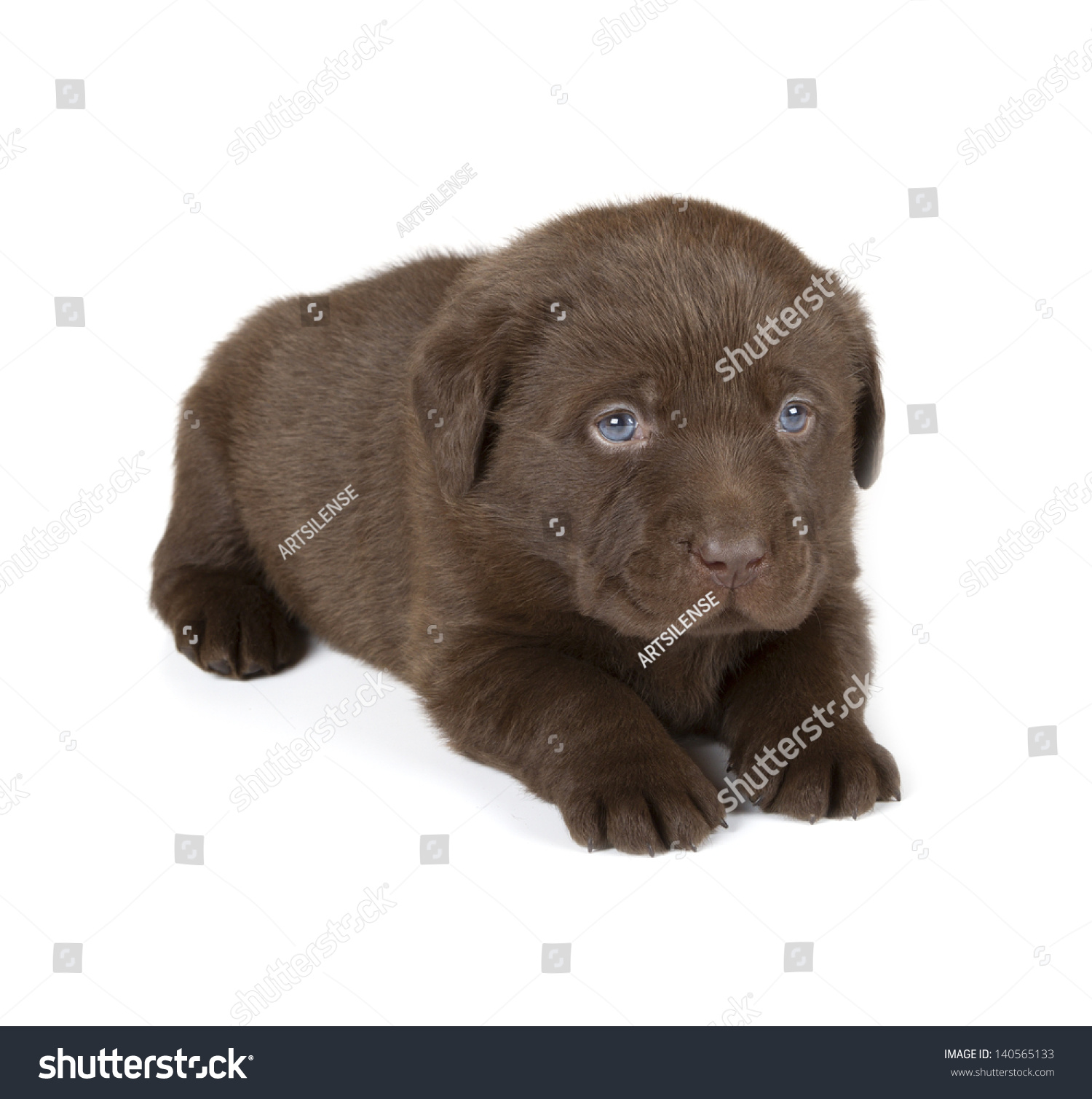 Chocolate Labrador Retriever Puppy 4 Week Stock Photo 140565133 ...