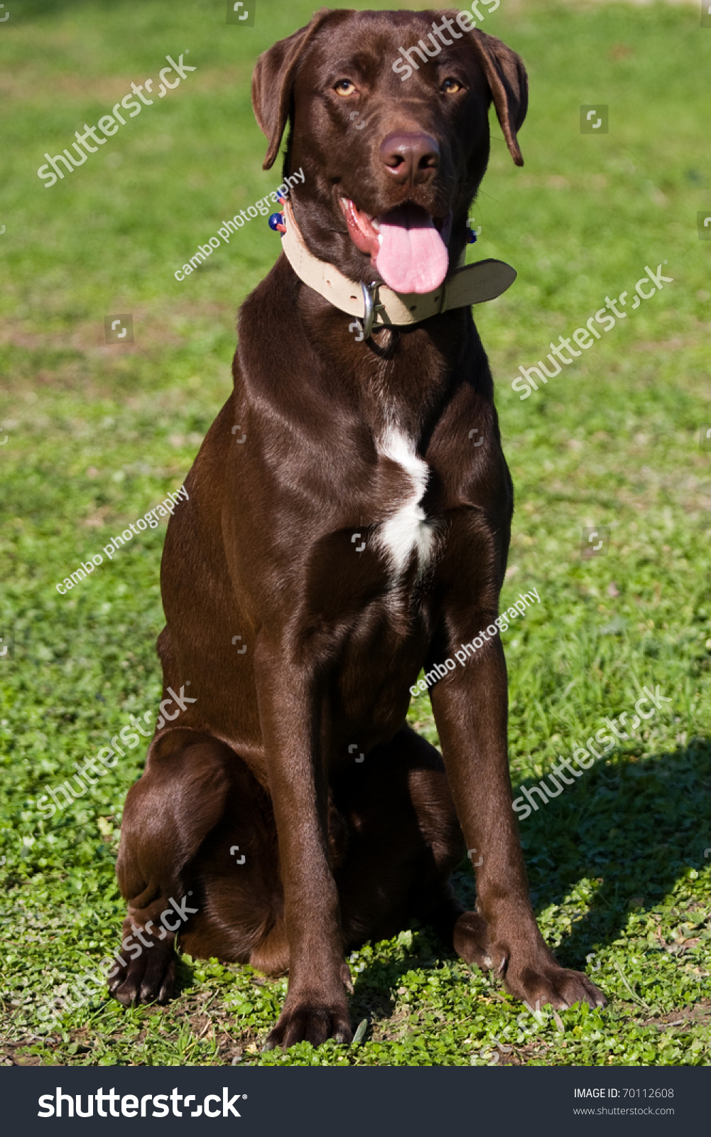 Chocolate Labrador Retriver Is Sitting On The Grass Stock Photo ...