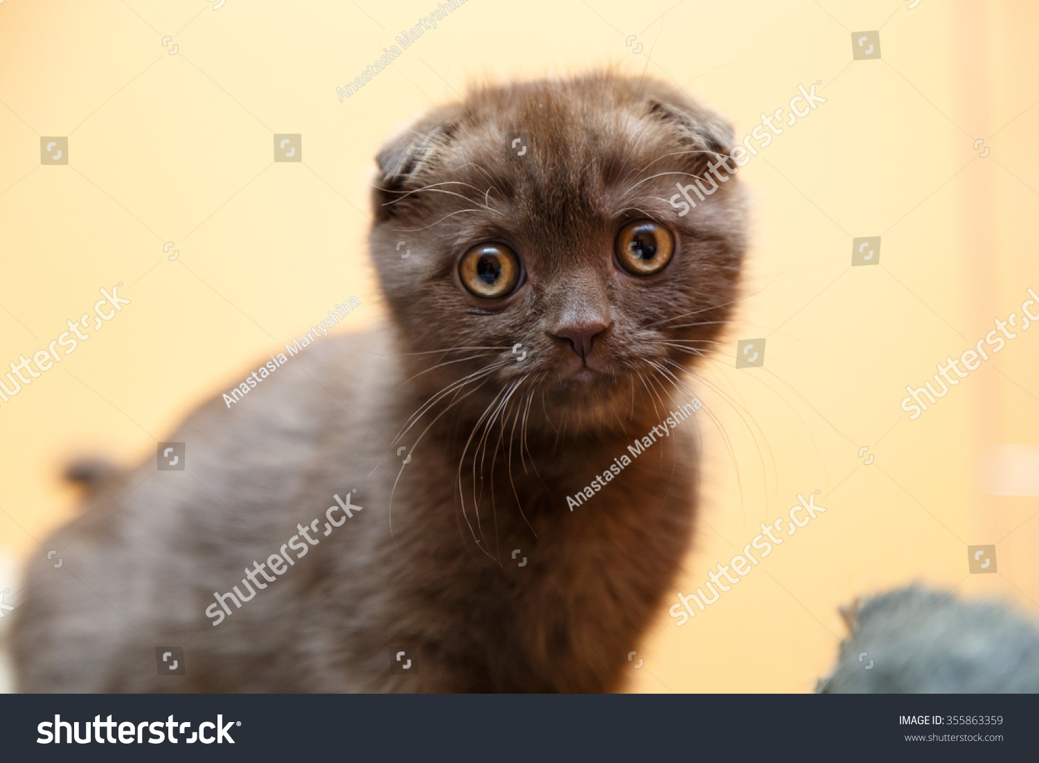 Chocolate Scottishfold Kitten Stock Photo Edit Now