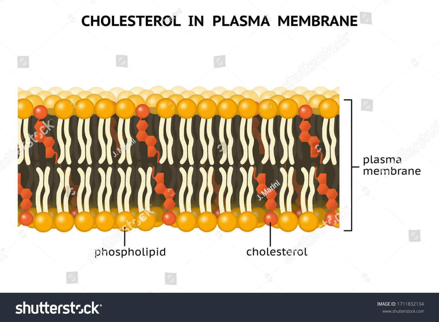 6,655 Cholesterol cell Images, Stock Photos & Vectors | Shutterstock