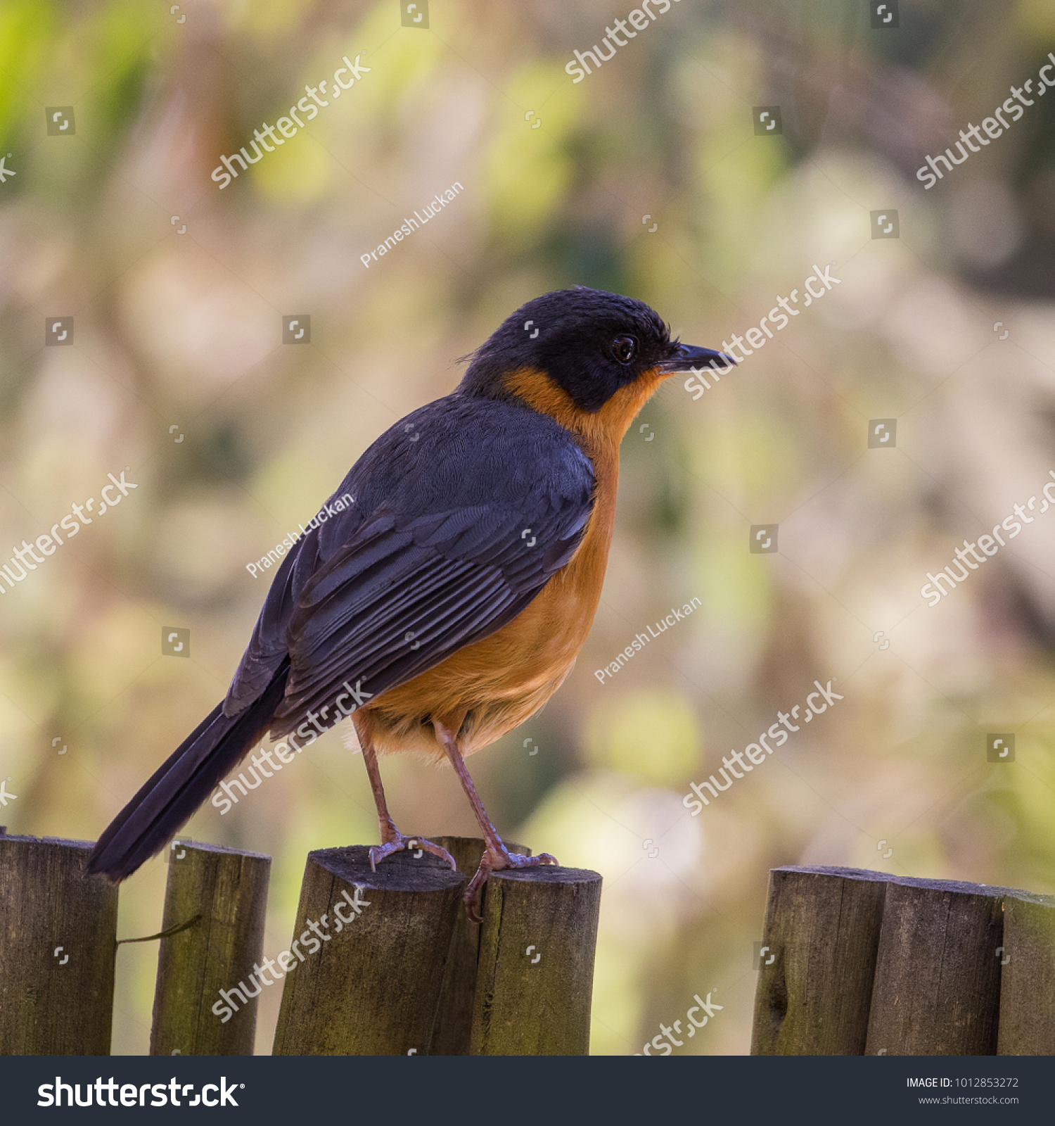Chorister Robinchat On Garden Fence Natures Stock Photo Edit Now