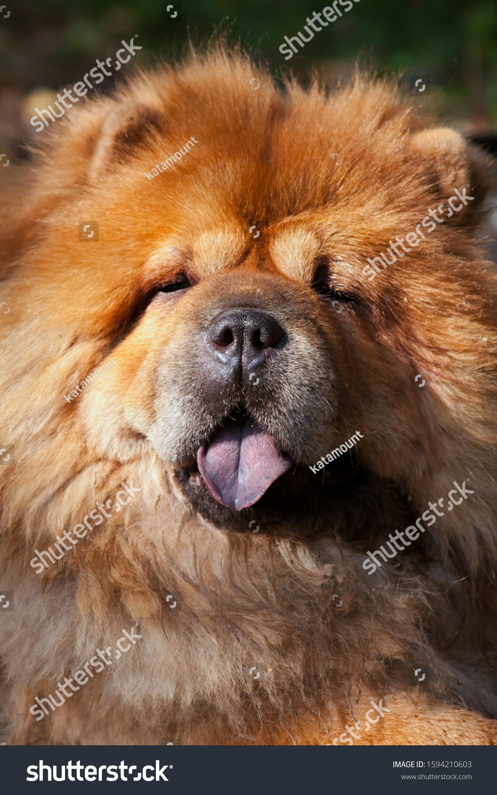oldest chow chow