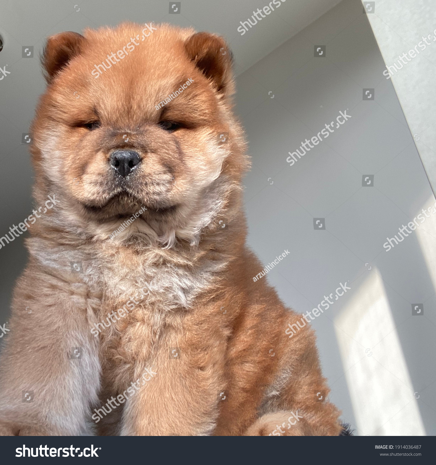 Chow Puppy House Purebred Ginger Stock Photo (Edit 1914036487