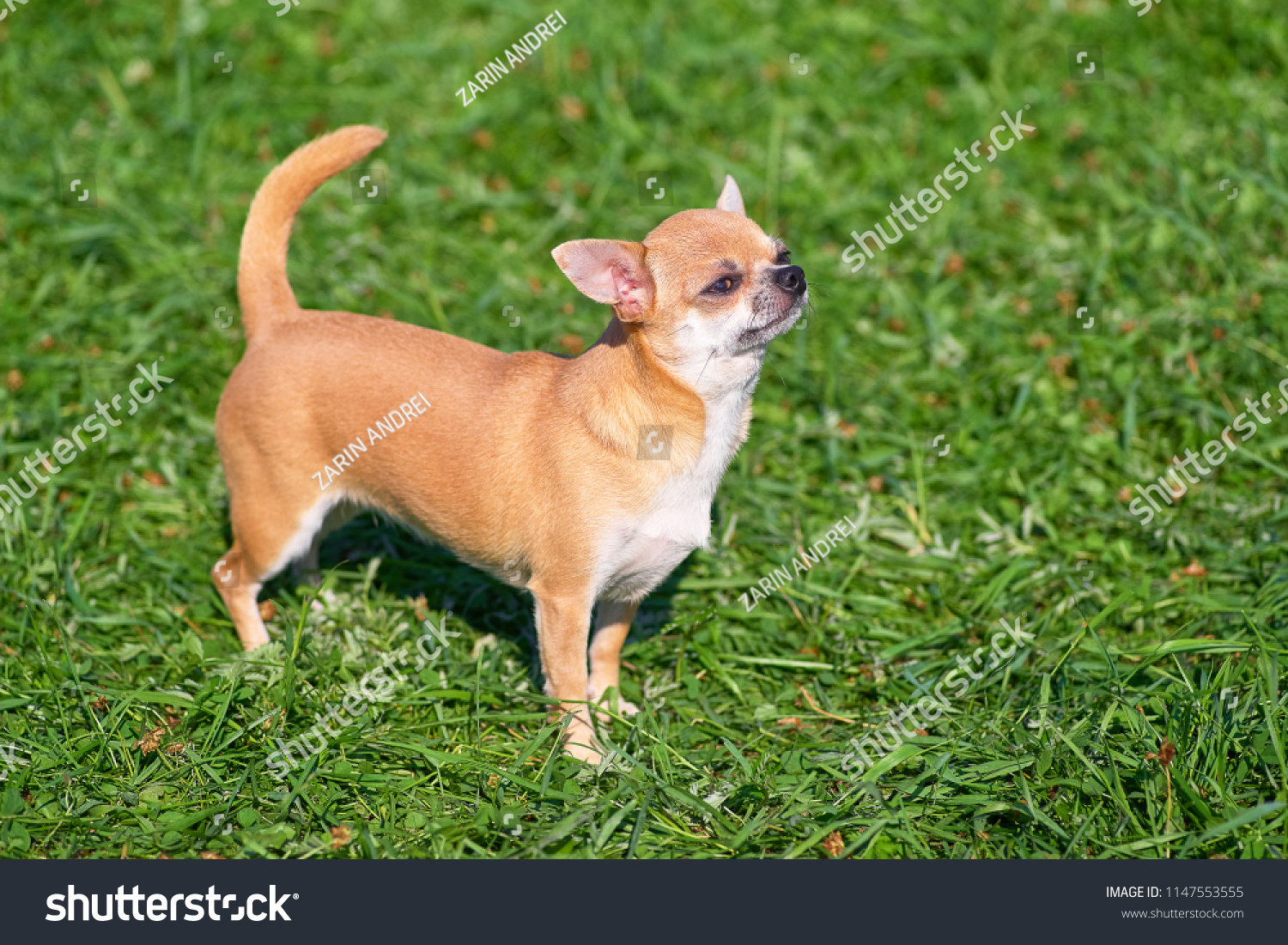 Chowchow Small Dog Short Hair Closeup Stock Photo Edit Now 1147553555