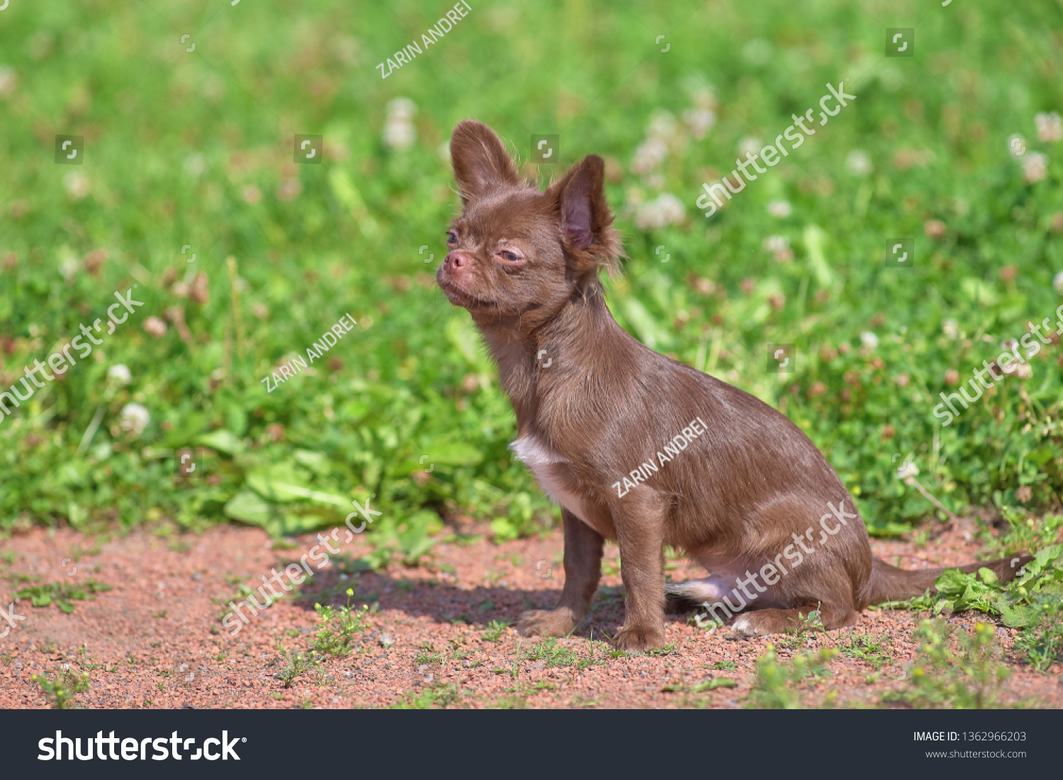 Chowchow Small Dog Short Hair Closeup Stock Photo Edit Now