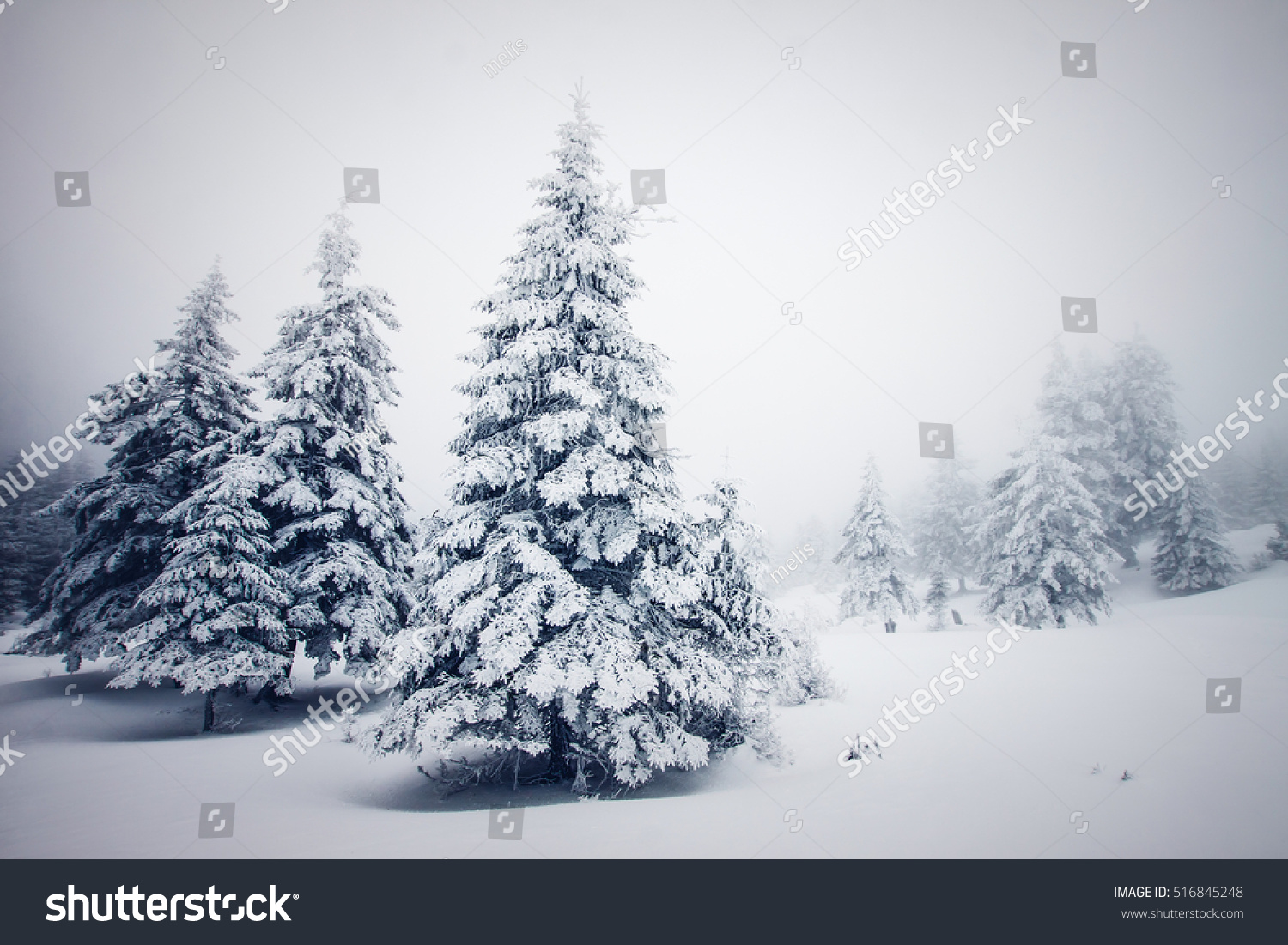 Trees covered with hoarfrost and snow in winter mountains Christmas snowy background