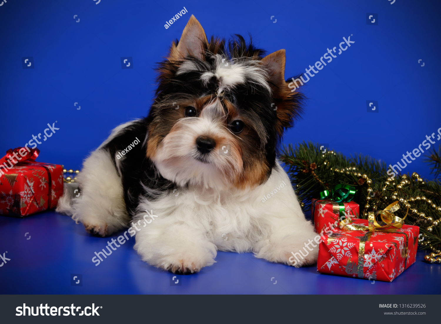 Christmas Biewer Yorkshire Terrier On Colored Stock Photo Edit Now 1316239526