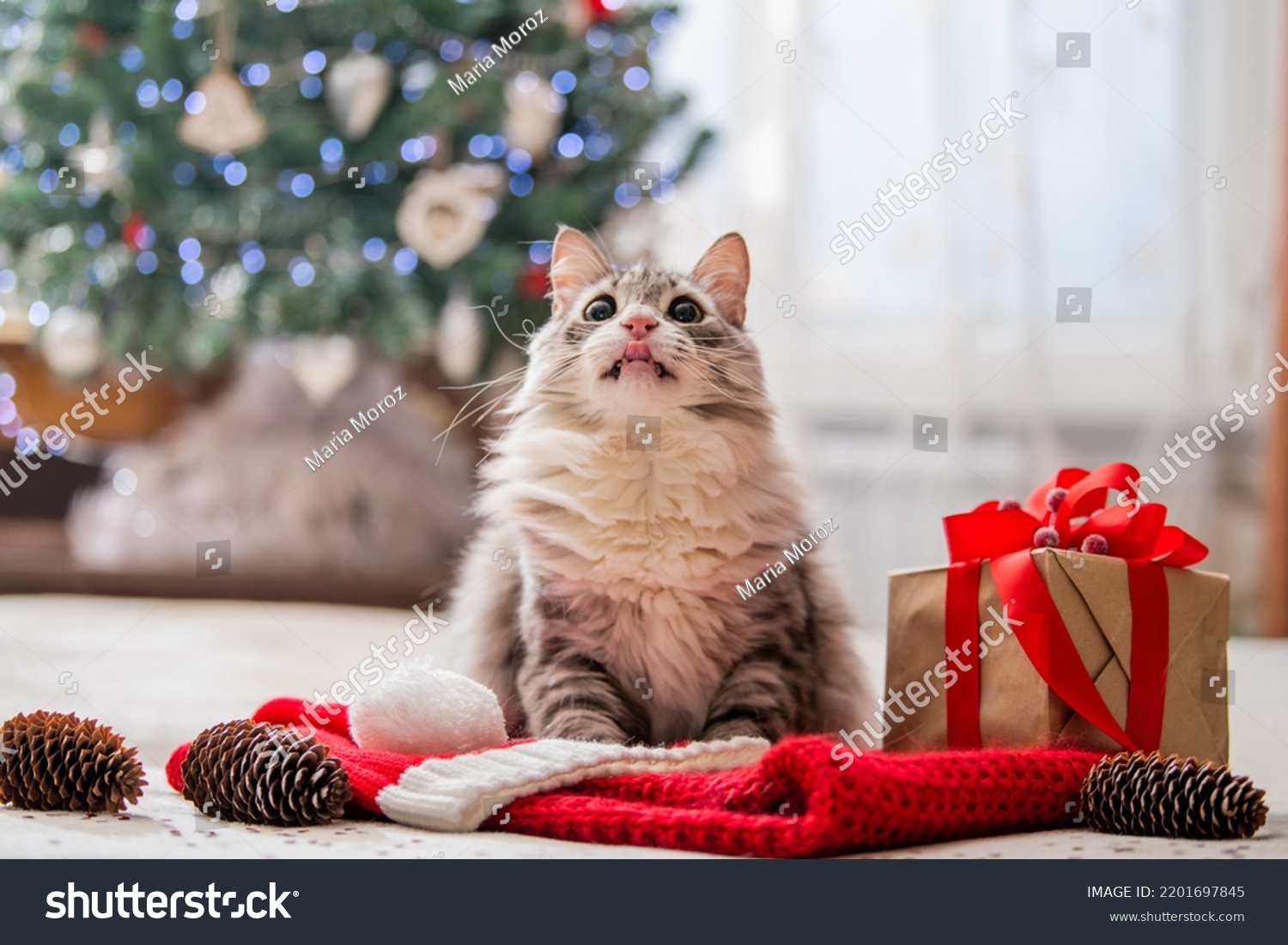 出群 猫のクリスマスカード ファットキャット laguineefe.com