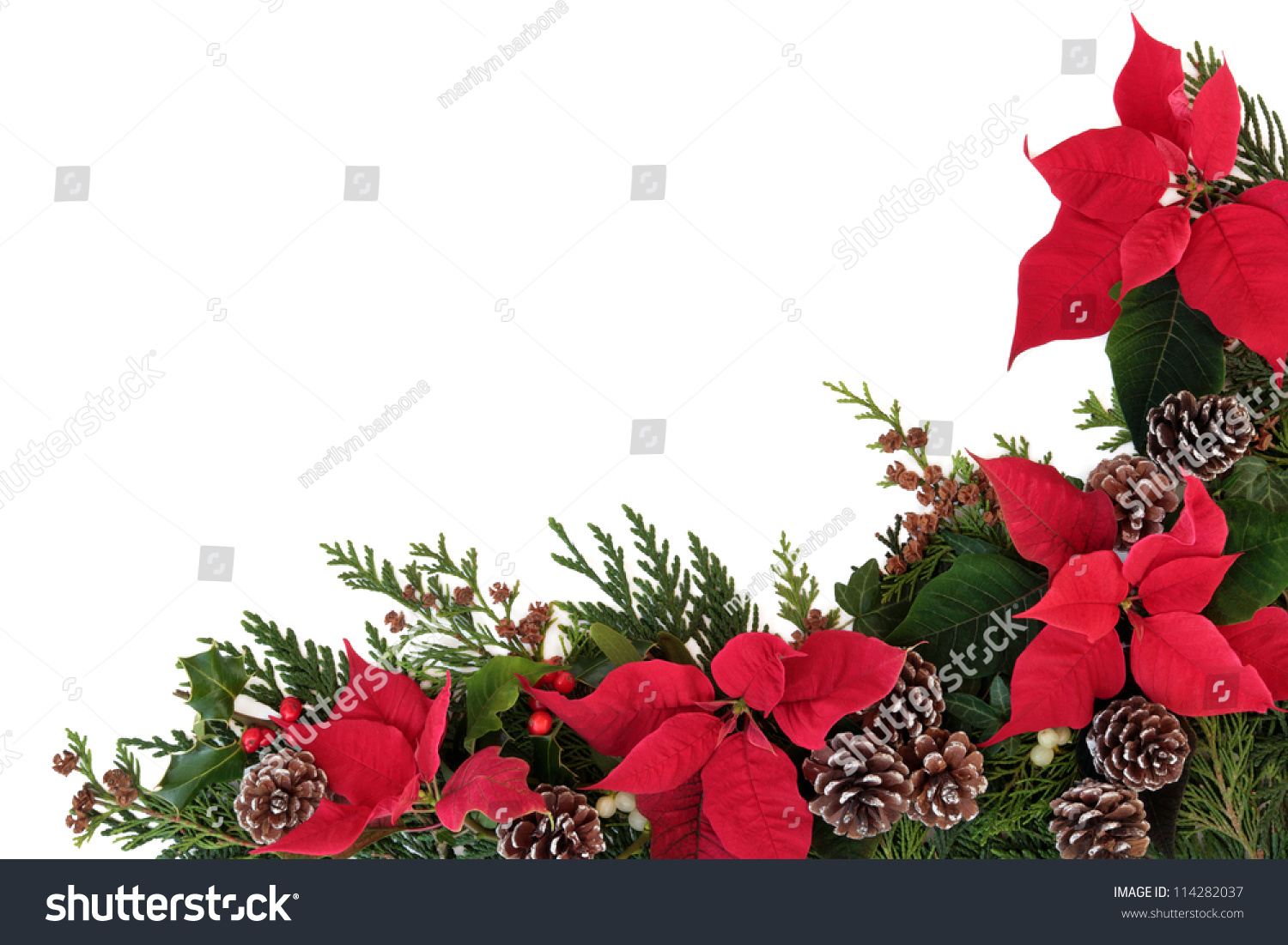 Christmas Decorative Border Of Poinsettia Flower Heads, Holly, Ivy ...