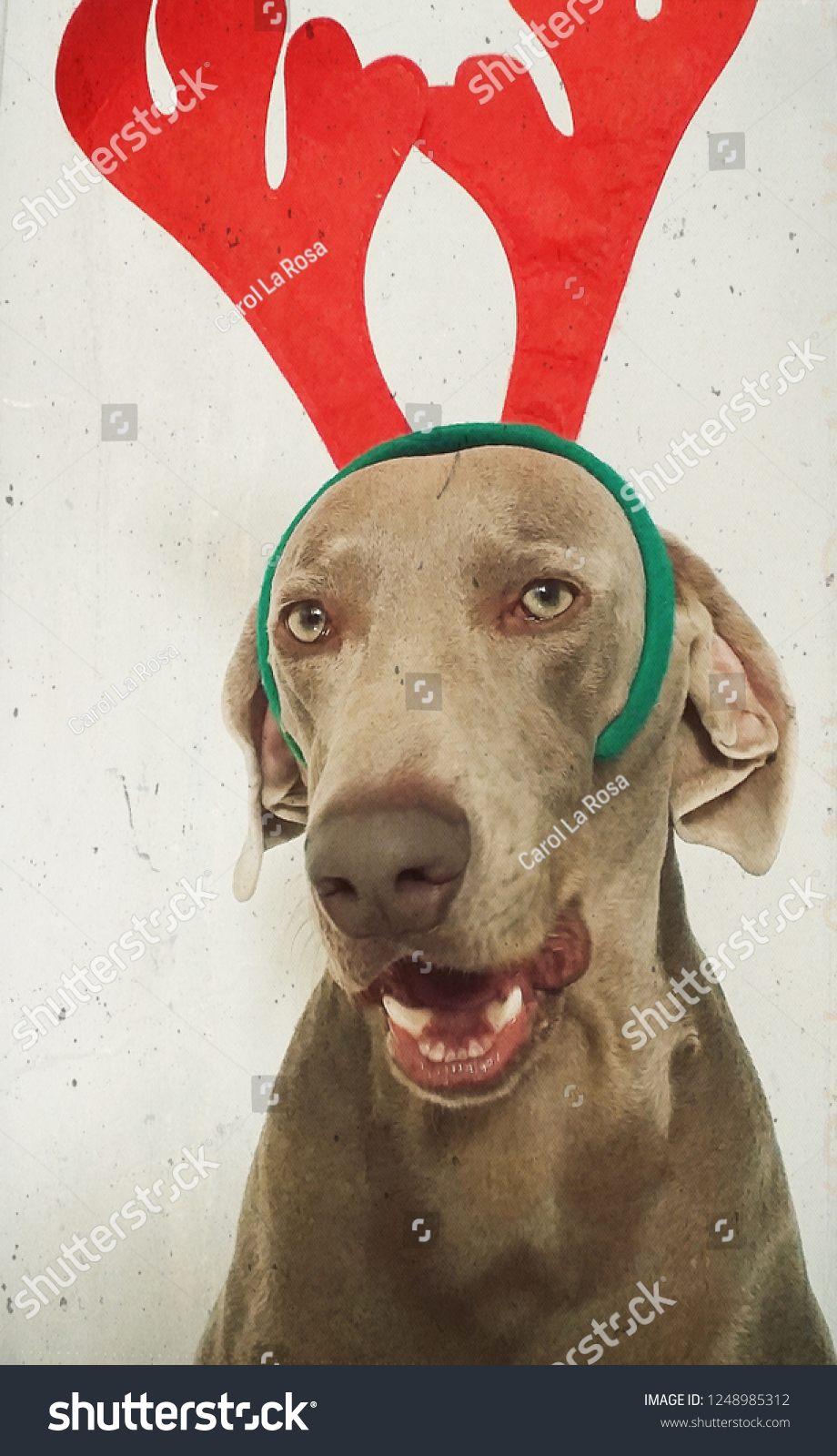 Download Christmas Dog Background Stock Photo Edit Now 1248985312 Yellowimages Mockups