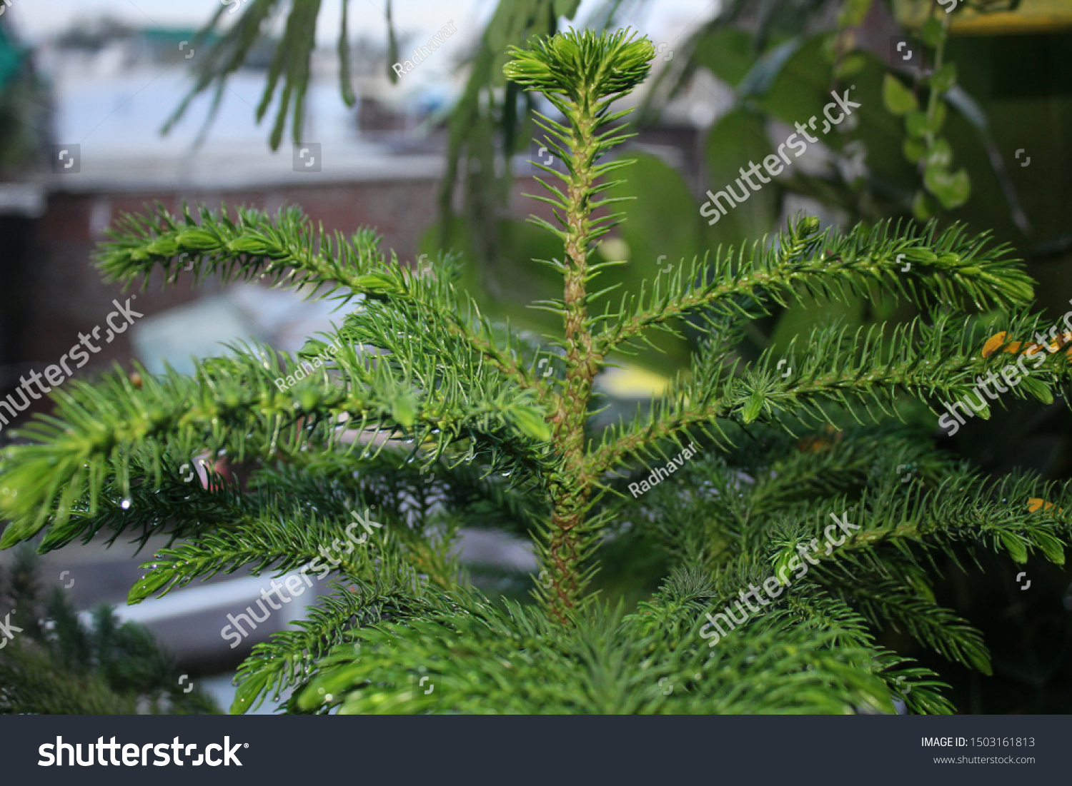 Christmas Tree Araucaria Heterophylla Norfolk Island Stock Photo Edit Now