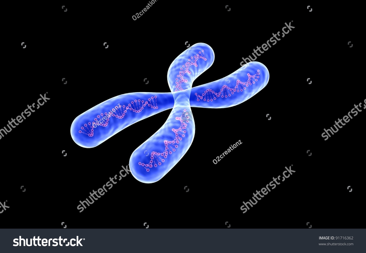 Chromosome On A White Background Stock Photo 91716362 : Shutterstock