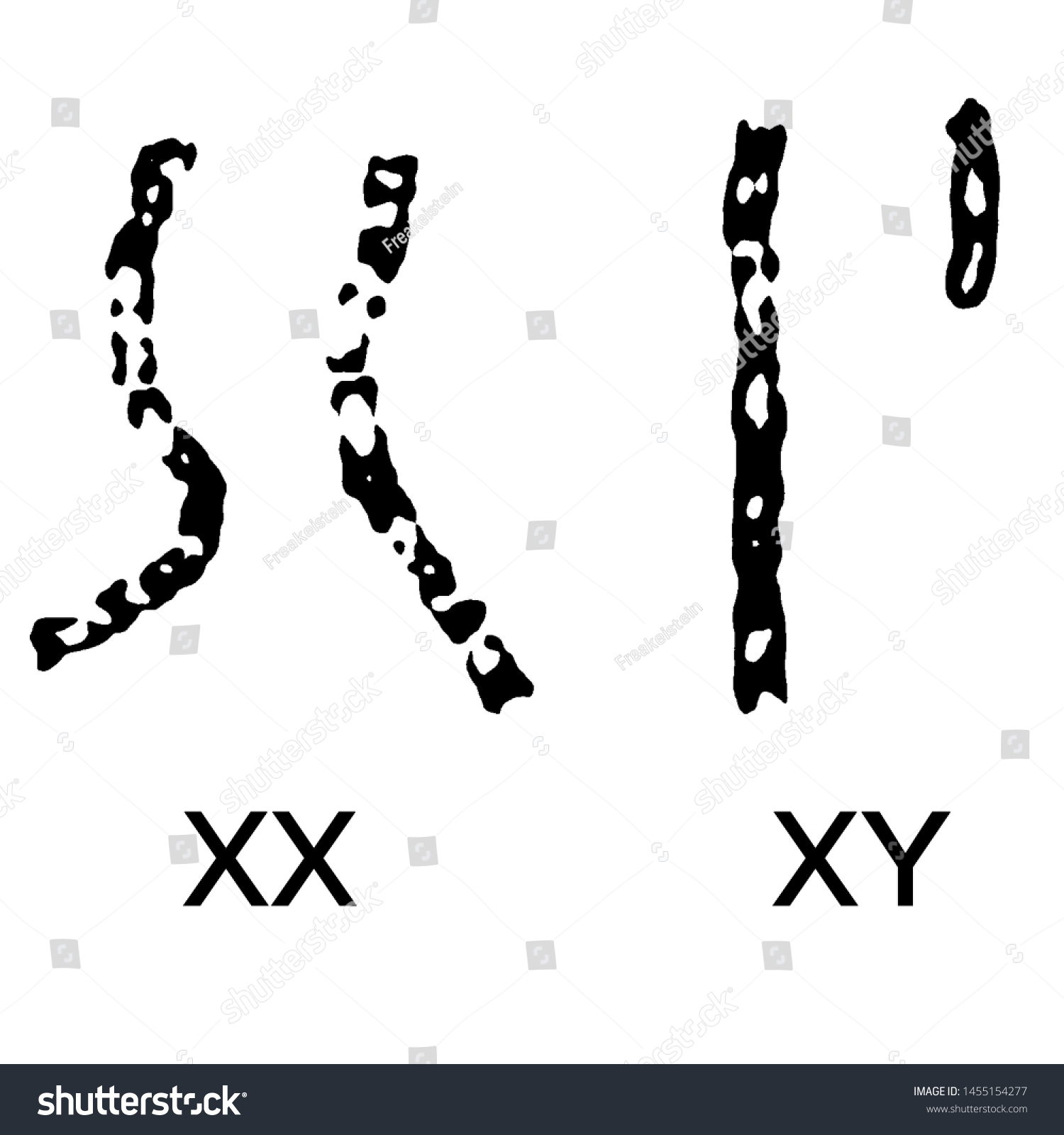 Chromosome Sign Xx Xy Man Woman Stock Illustration