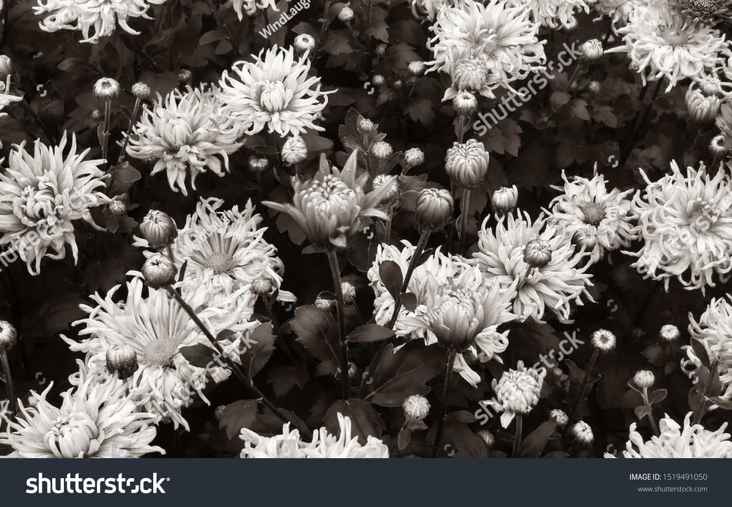 Chrysanthemum Closeup White Daisy Flowers Macro Stock Photo Edit Chrysanthemum Closeup White Daisy Flowers Macro Stock Photo Edit