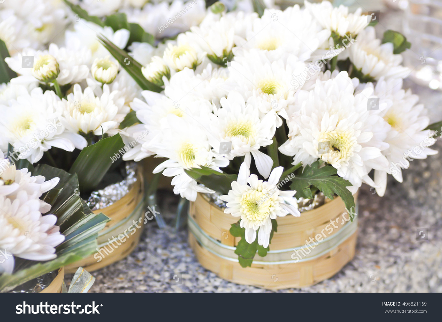 Chrysanthemum Morifolium Ramat Chrysanthemum Flower Vase Stock