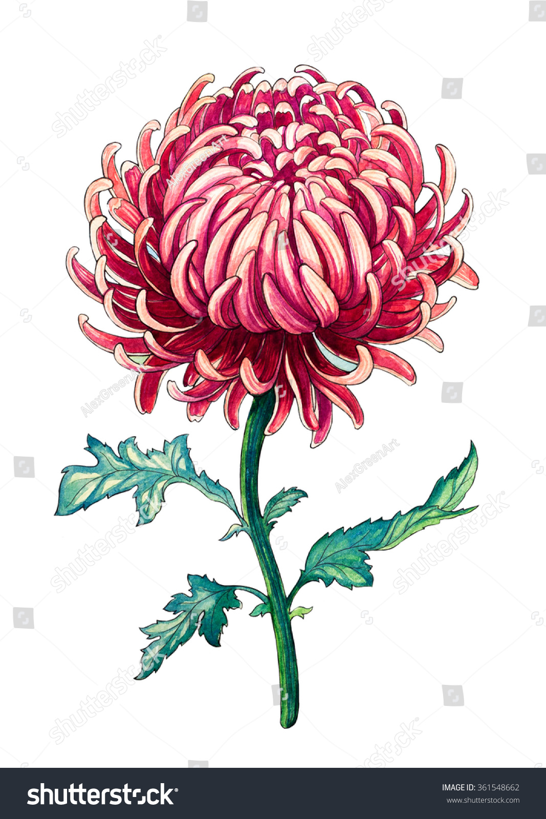 Chrysanthemum Watercolor Botanical Illustration - 361548662 : Shutterstock