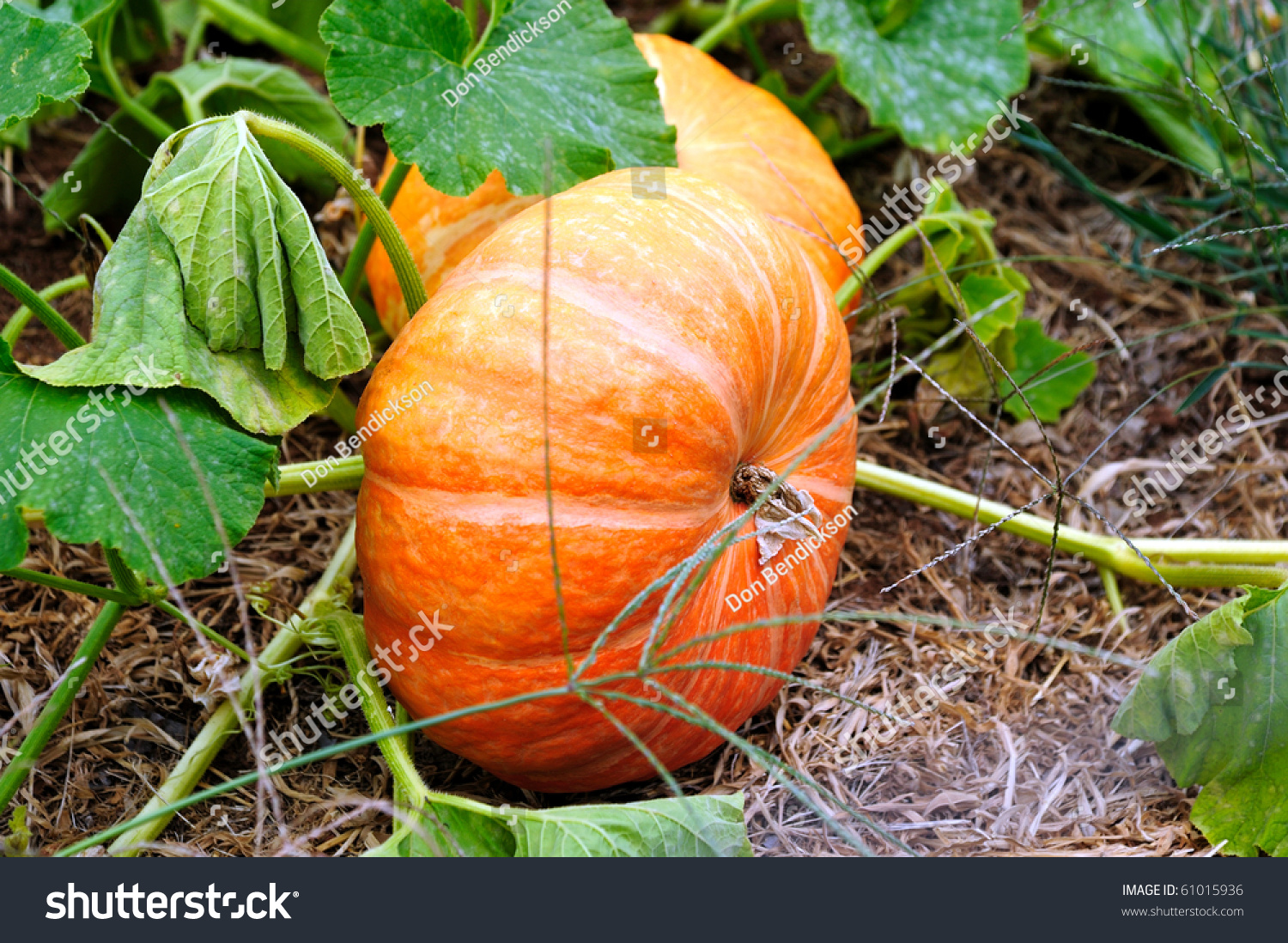 Cinderella Pumpkins Growing On The Vine Almost Ready For Halloween ...