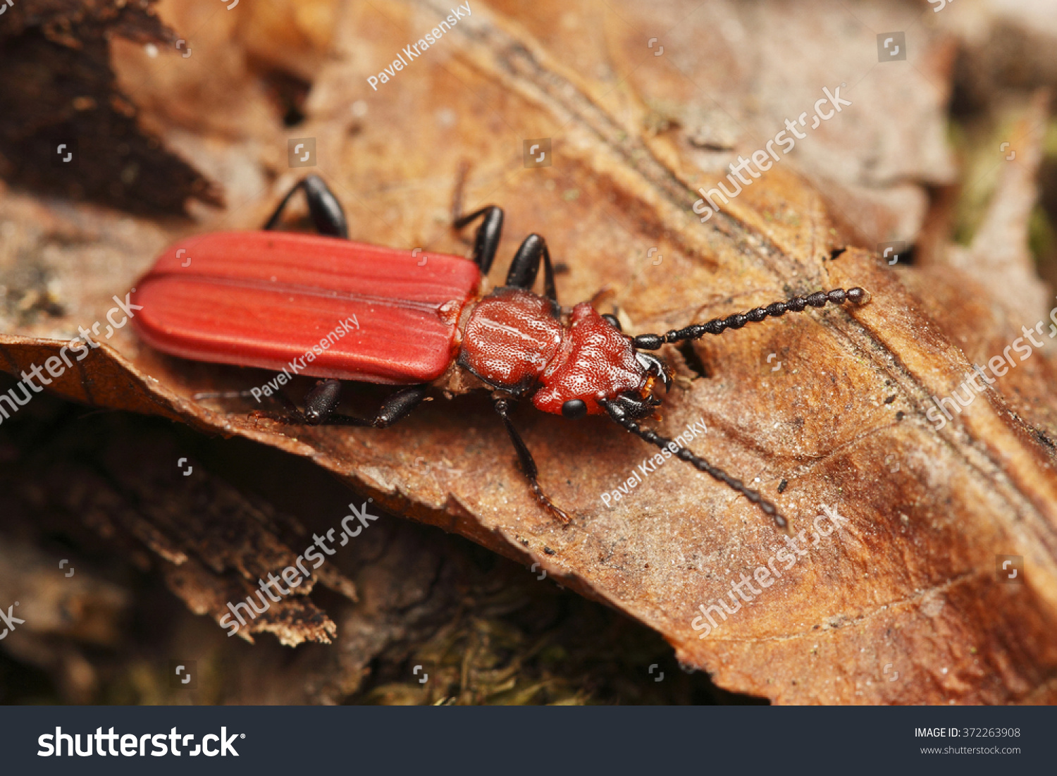 247 Flat bark beetle Images, Stock Photos & Vectors | Shutterstock