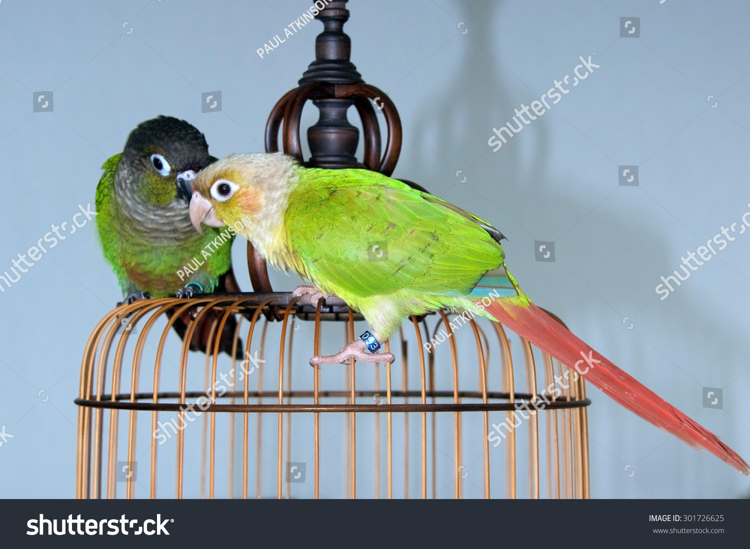 Cinnamon Mutation Normal Green Cheeked Conure Stock Photo (Edit Now ...