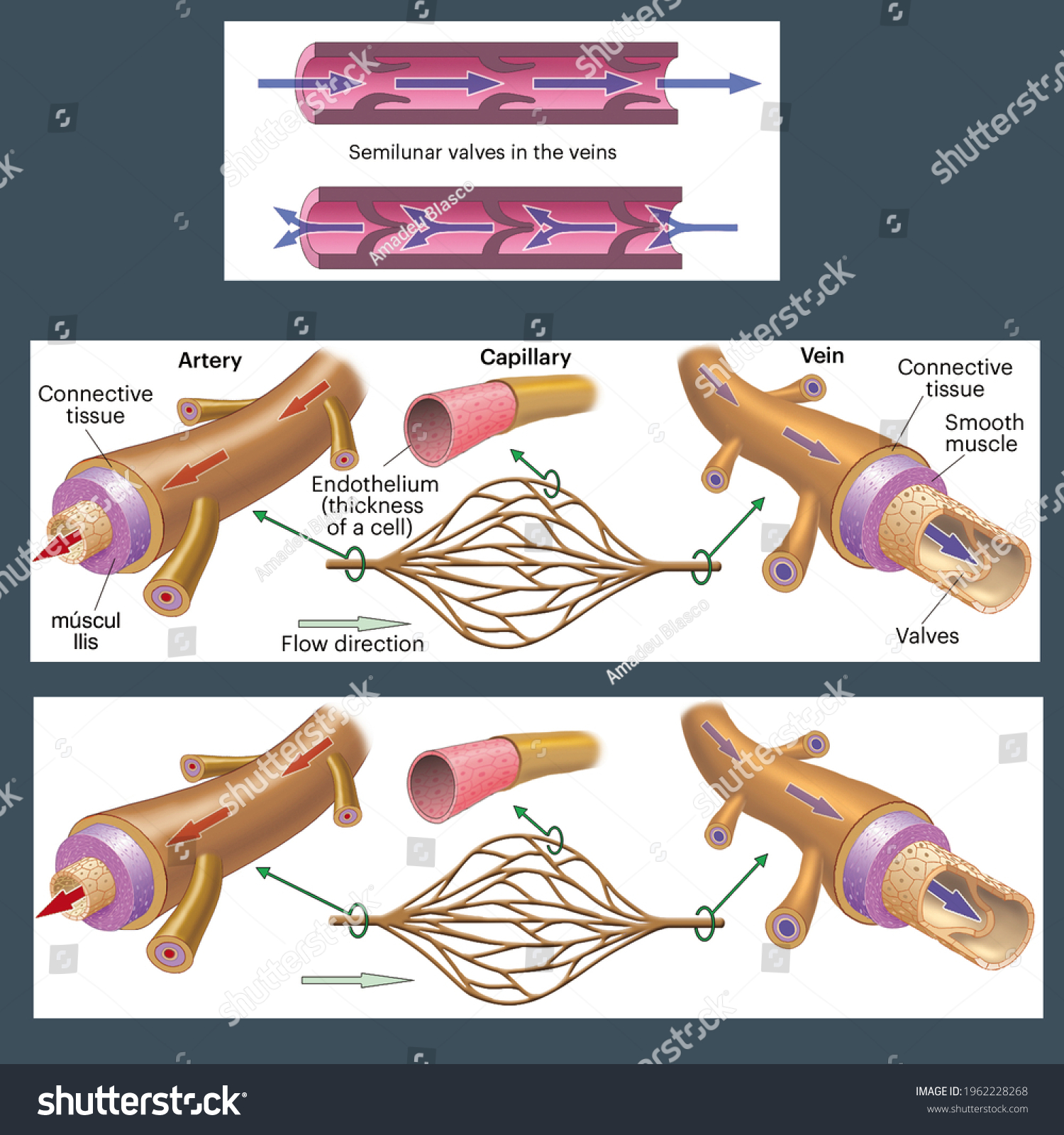 Circulatory System Ultrastructure Wall Veins Arteries Stock ...