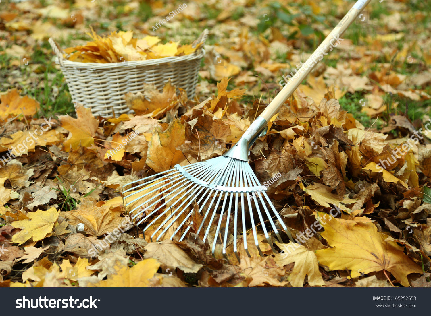 Cleaning Of Autumn Leaves On A Green Lawn Stock Photo 165252650 ...