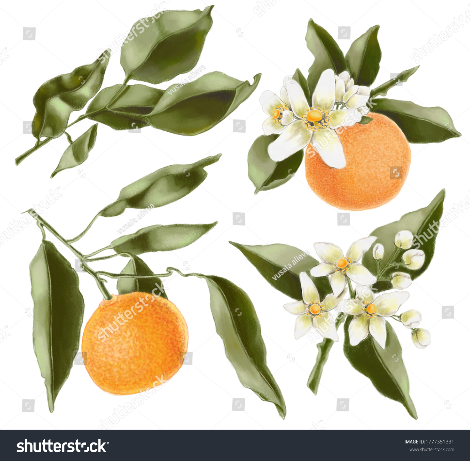 Clementine Fruit Botanical Illustration Set Stock Illustration ...