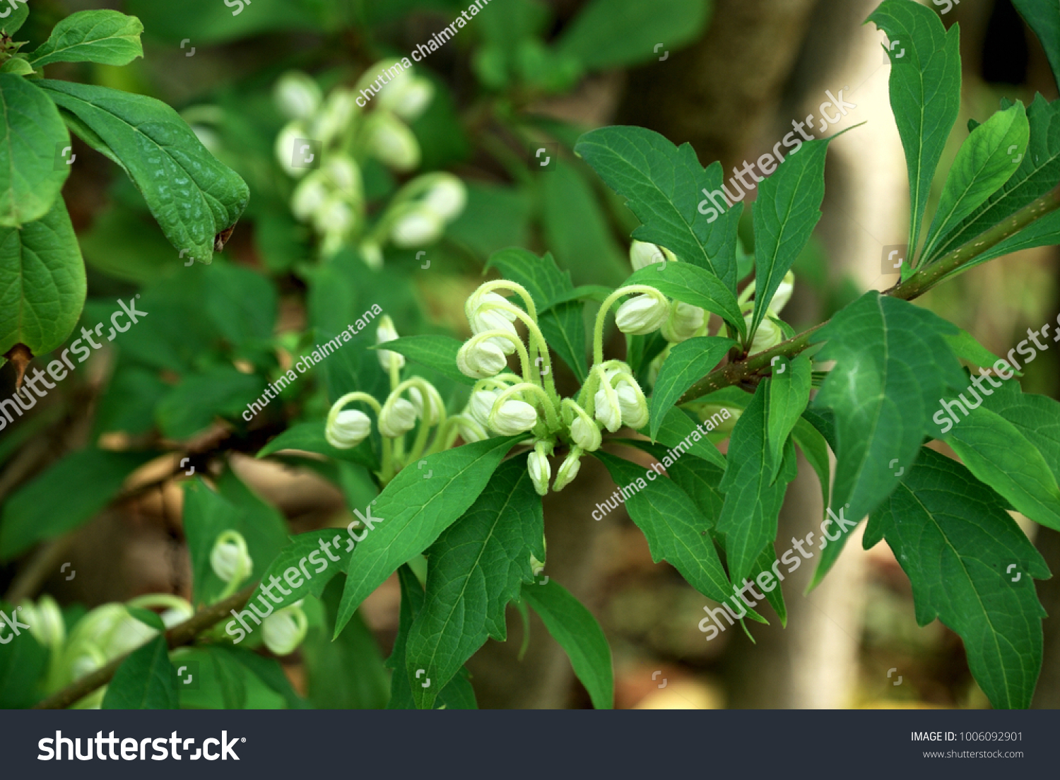 Clerodendrum Incisum Klotzsch Medium Shrub Bushes Stock Photo ...