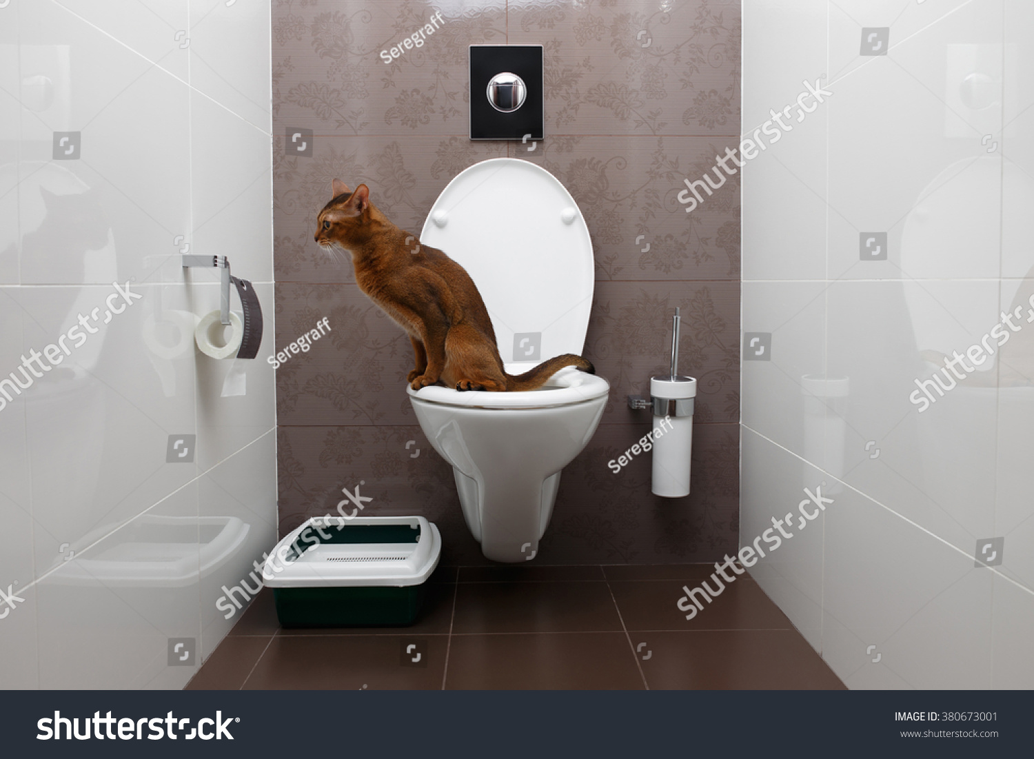 Clever Abyssinian Cat Uses Toilet Bowl Stock Photo (Edit Now) 380673001