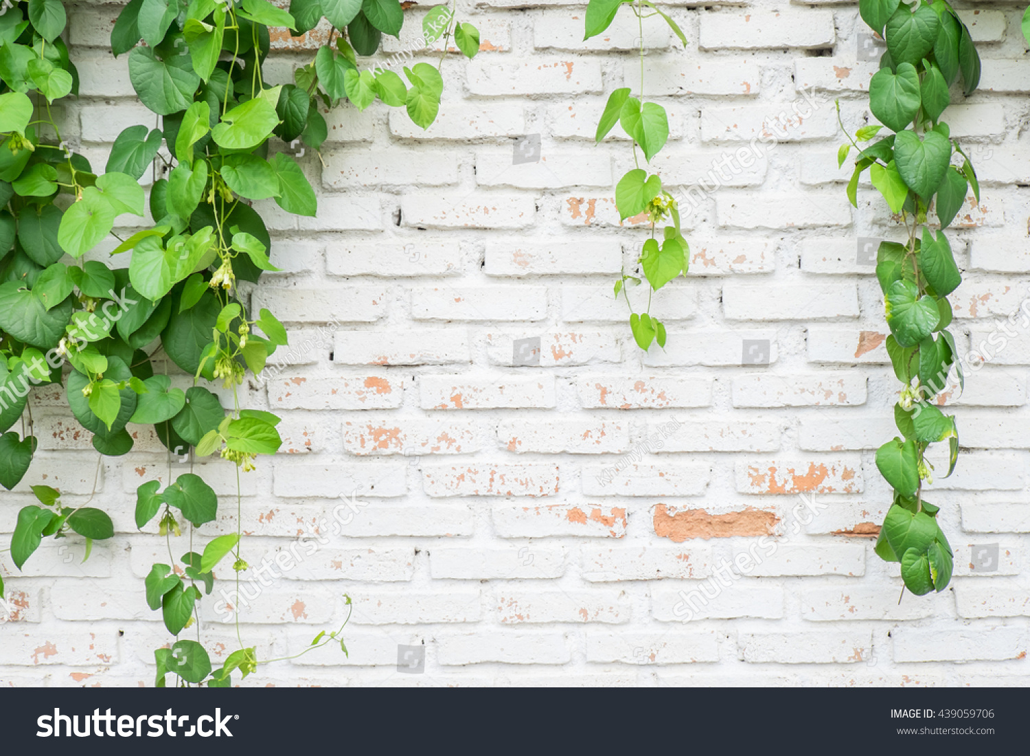 Climber Plant White Brick Wall Background Stock Photo Edit Now