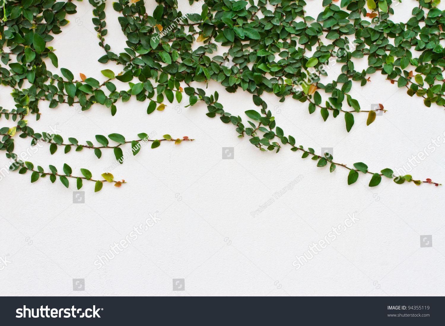 Climbing Fig, Creeping Fig, Creeping Rubber Plant Stock Photo 94355119 ...