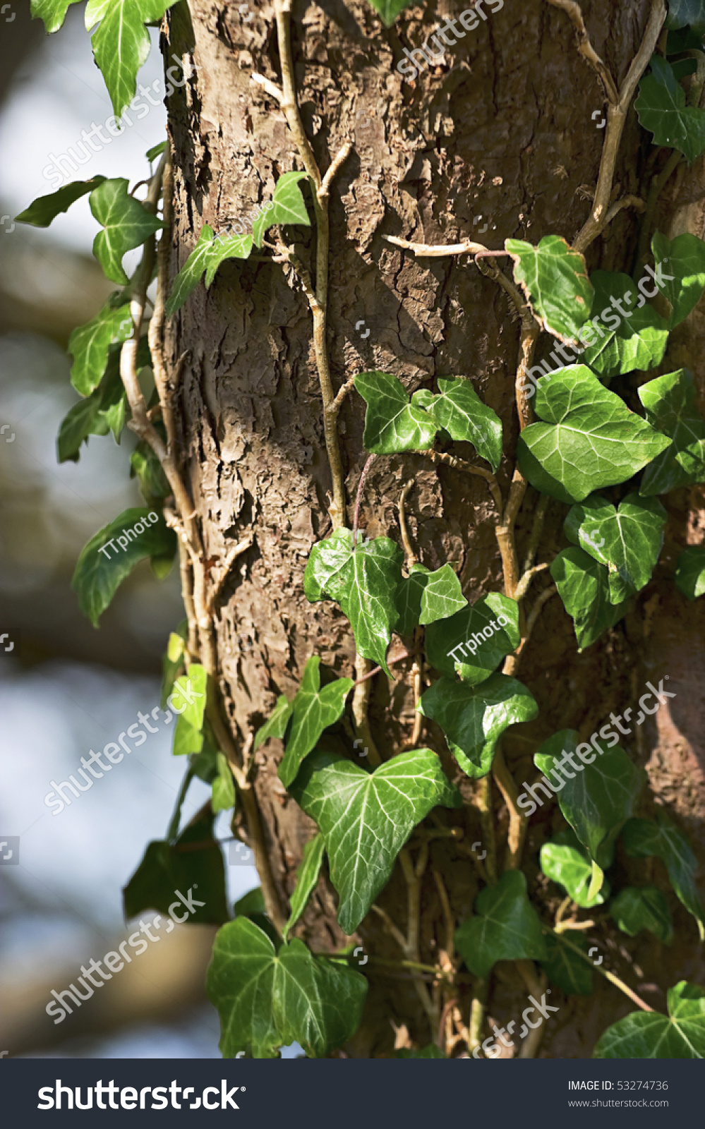 Climbing Ivy On A Tree Trunk Stock Photo 53274736 : Shutterstock