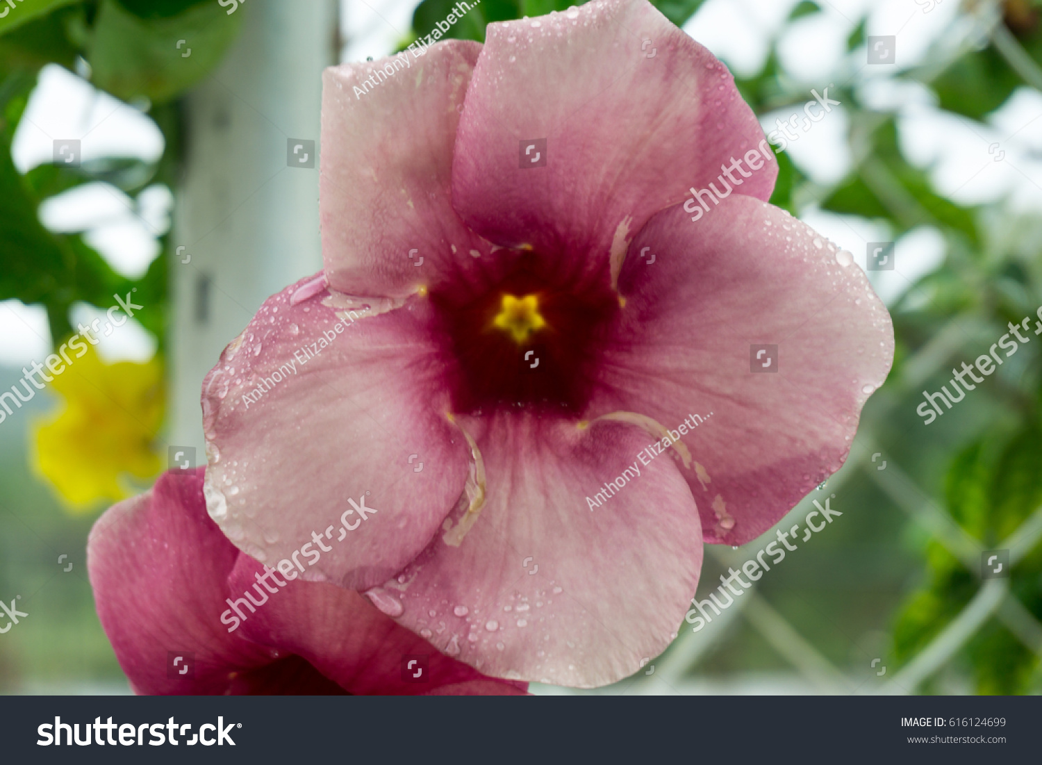 Climbing Plant Pink Flowers Tropics Philippines Stock Photo Edit Now 616124699