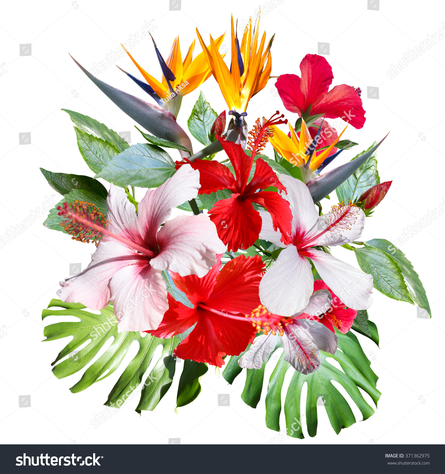 クリップアート コラージュ 美しい白い熱帯の花ハイビスカス 花と植物を持つ熱帯のブーケの接写 芸術的なフォトコラージュとソフトフォーカスエフェクト のイラスト素材