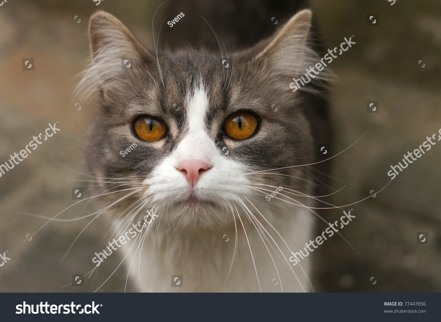 Close Chat Stock Photo 77447656 : Shutterstock