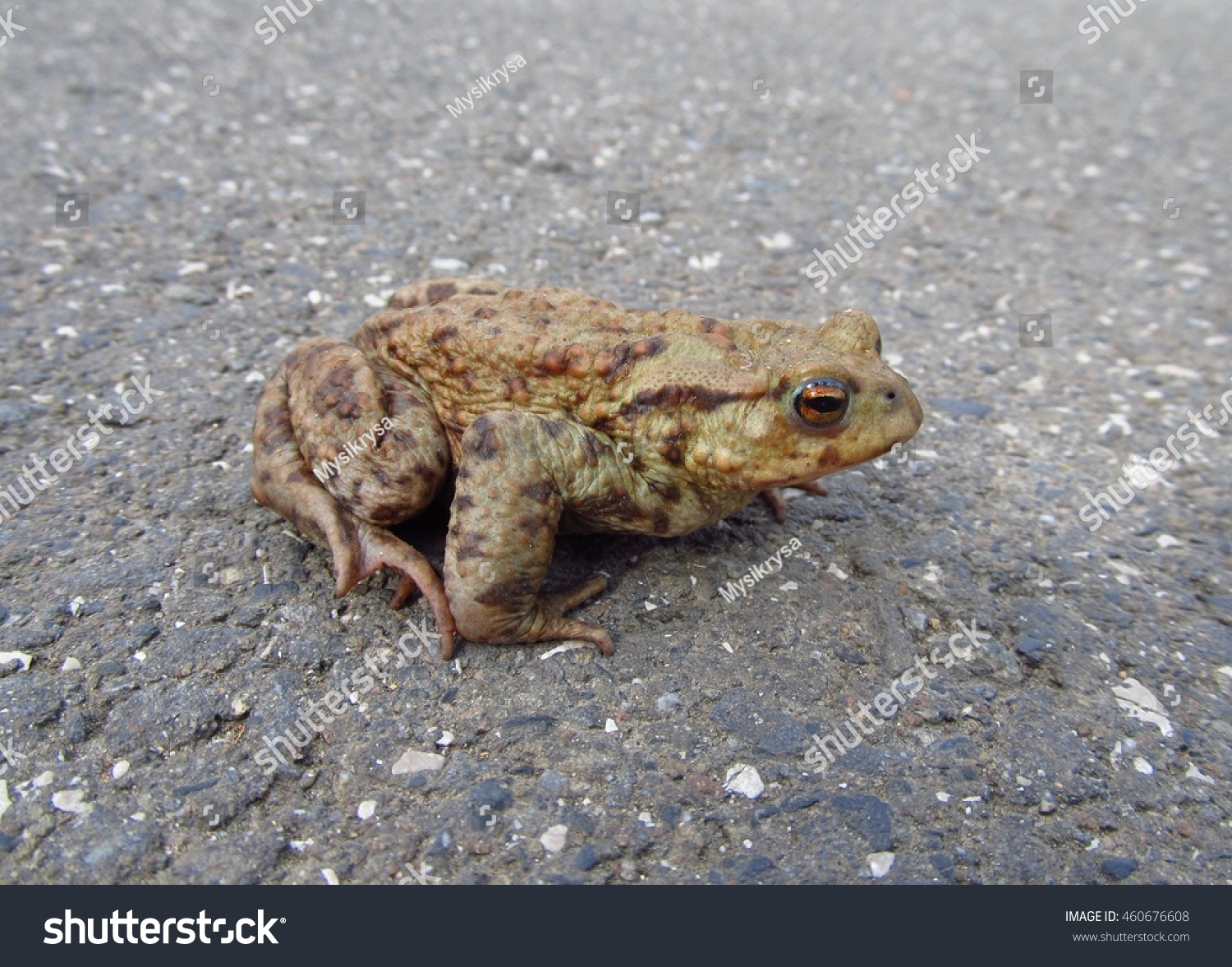 close photo toad on road stock photo royalty free 460676608