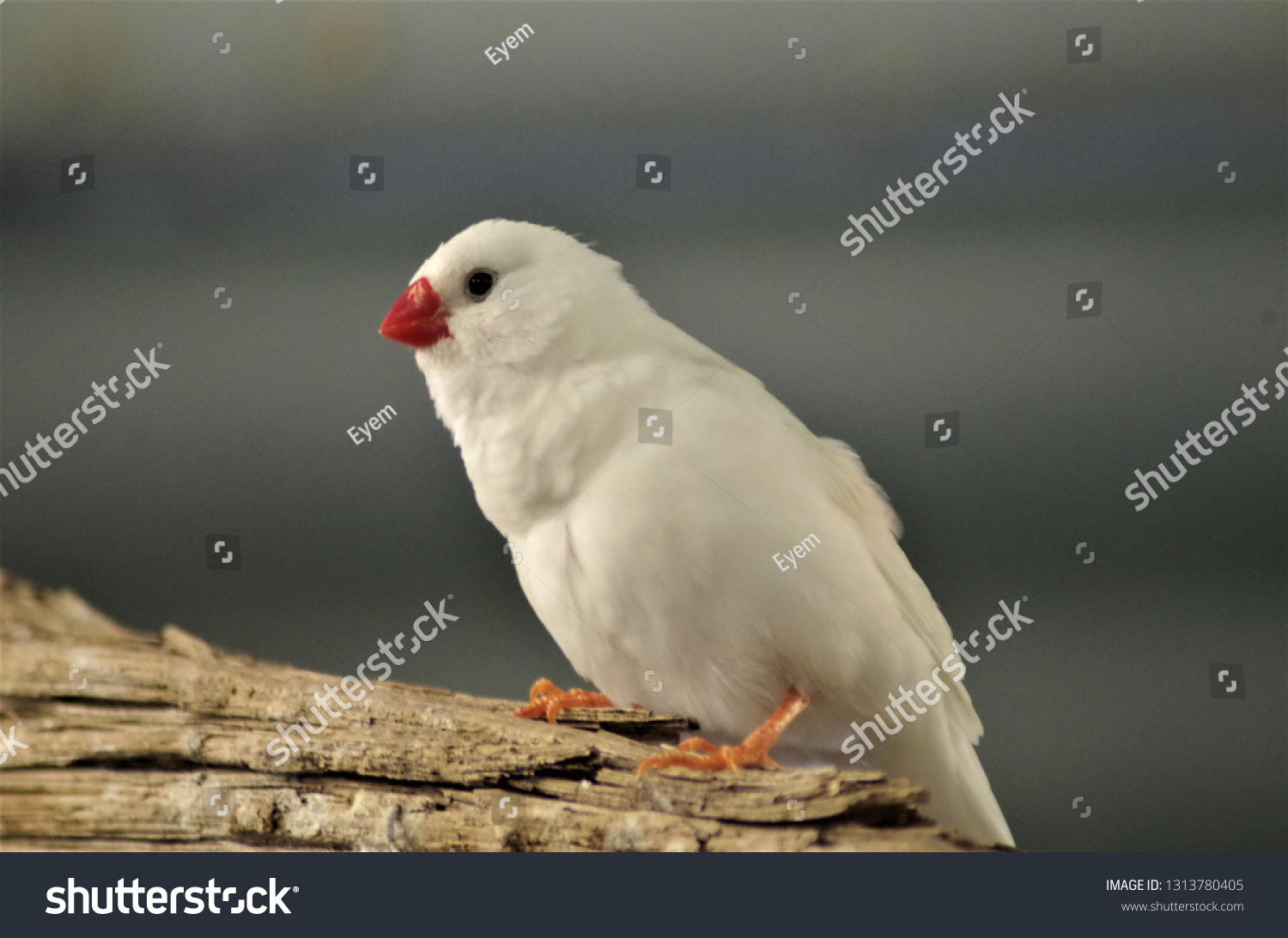 2 Diamond firetail female Images, Stock Photos & Vectors | Shutterstock