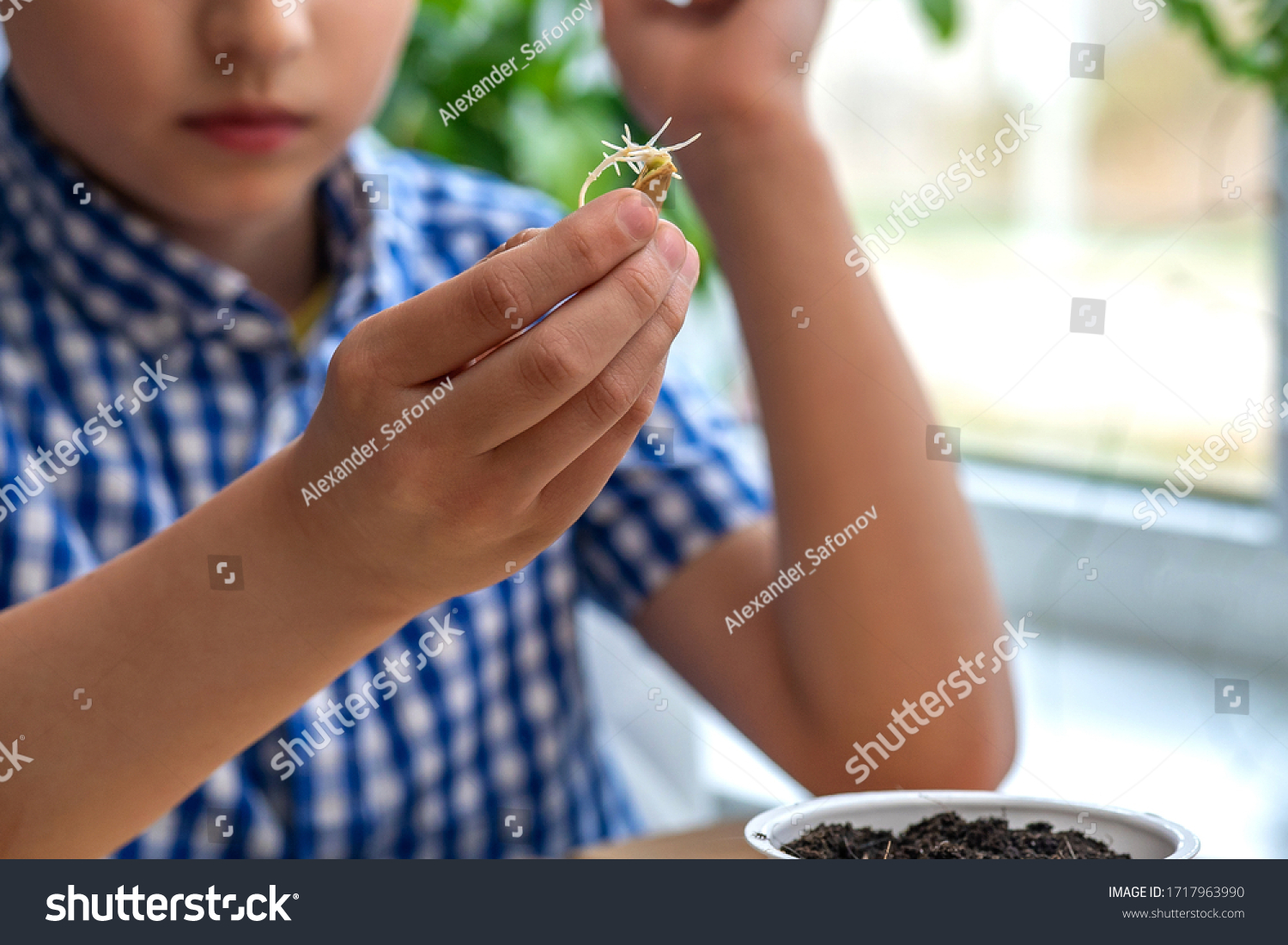 pinto bean sprout experiment