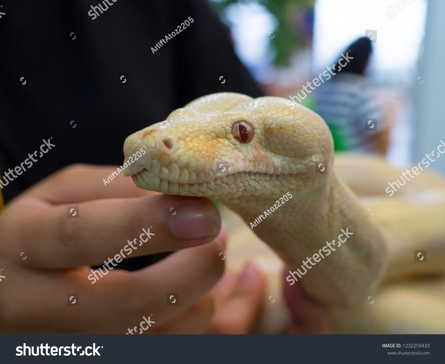 Wat titel Ramkoers Close Albino Boa Constrictor Snakes Head Stock Photo (Edit Now) 1232259433