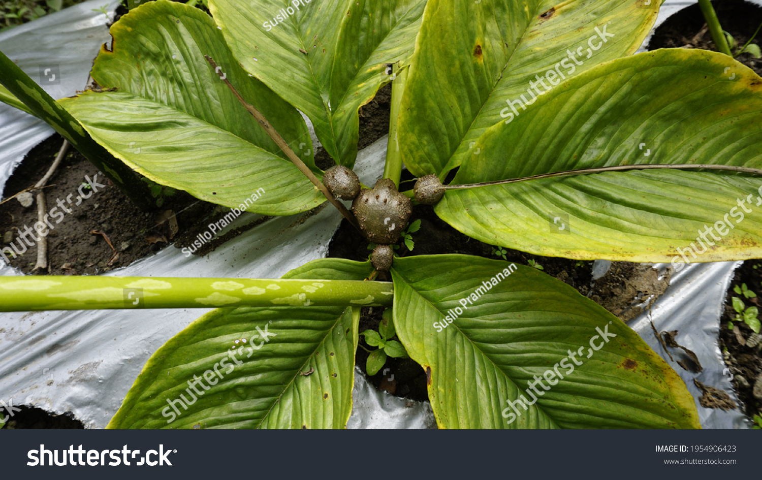 Close Amorphophallus Muelleri Plant Leaf Known: Foto Stock (editar ...