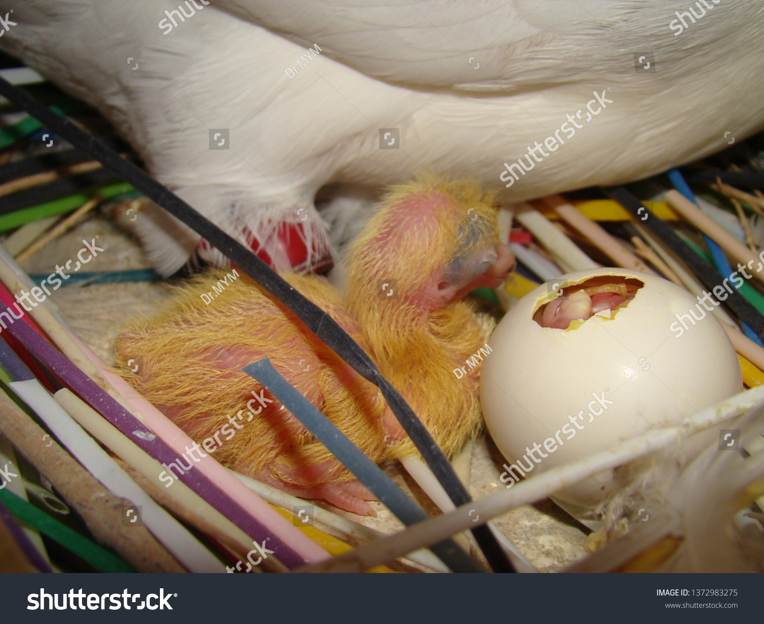 Close Baby Bird Hatching Pigeon Dovebirth Stock Photo Edit Now