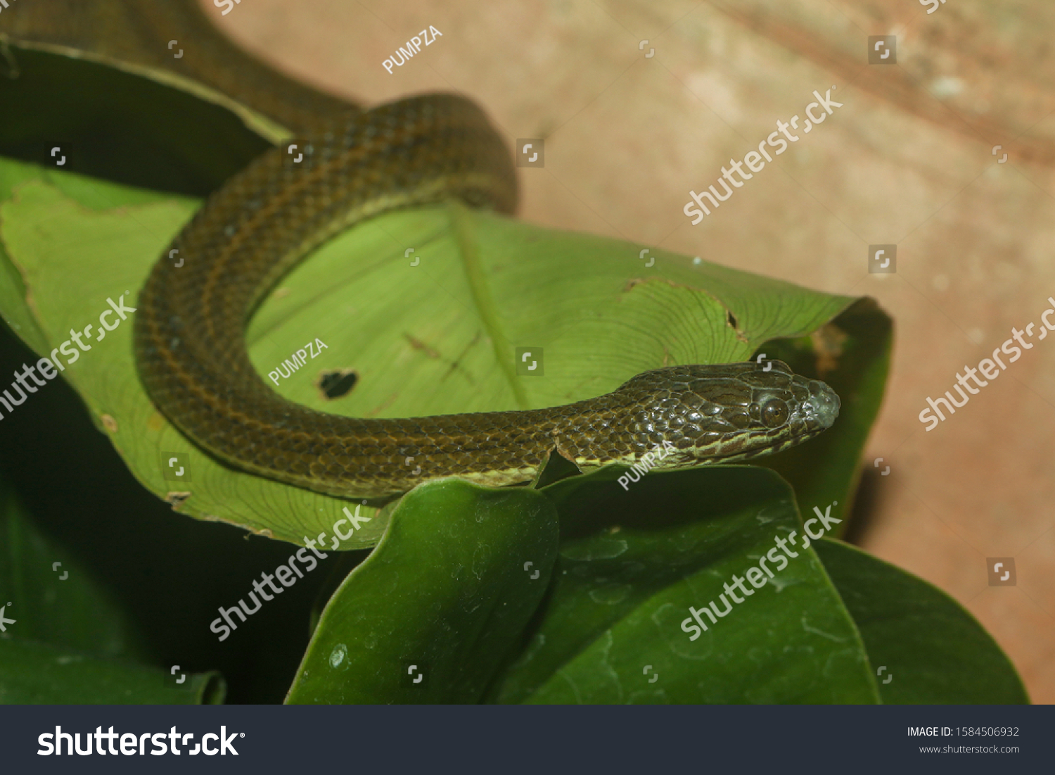 494 Baby anaconda Images, Stock Photos & Vectors | Shutterstock