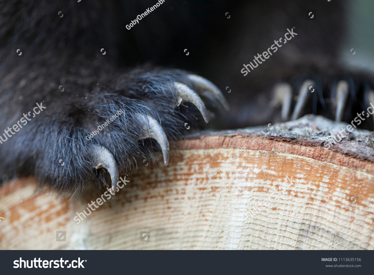 Close Bear Cub Paws Claws Detail Stock Photo 1113635156 | Shutterstock