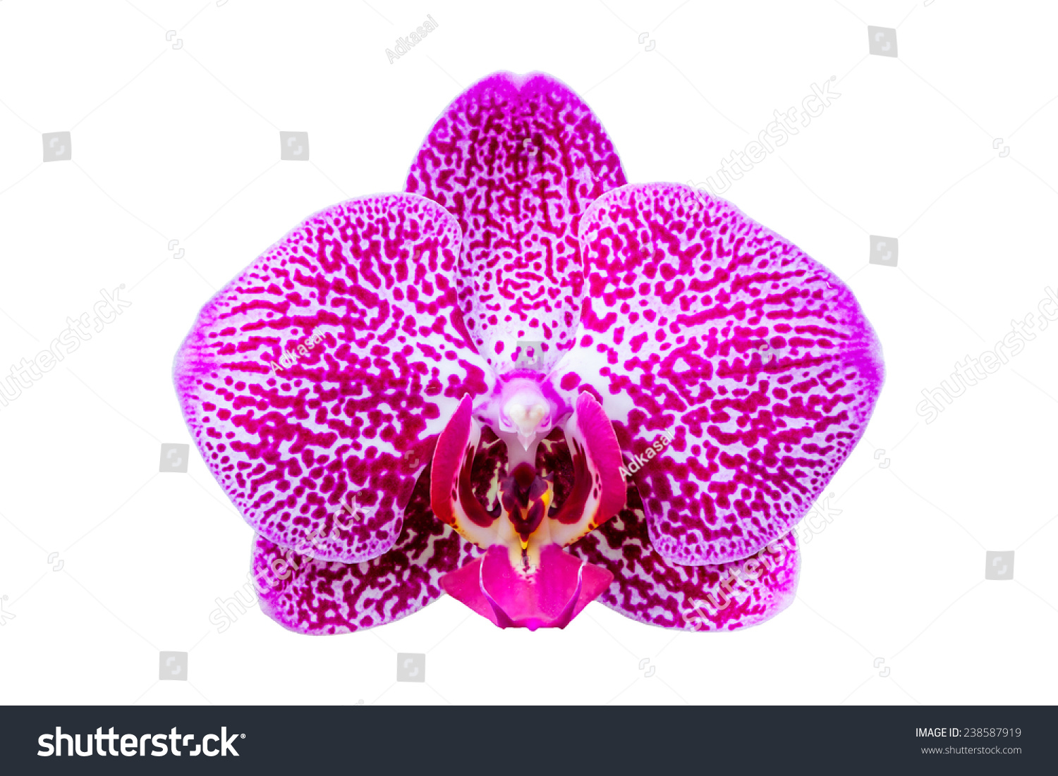 Closeup Beautiful Orchid Isolated On White Stock Photo 238587919