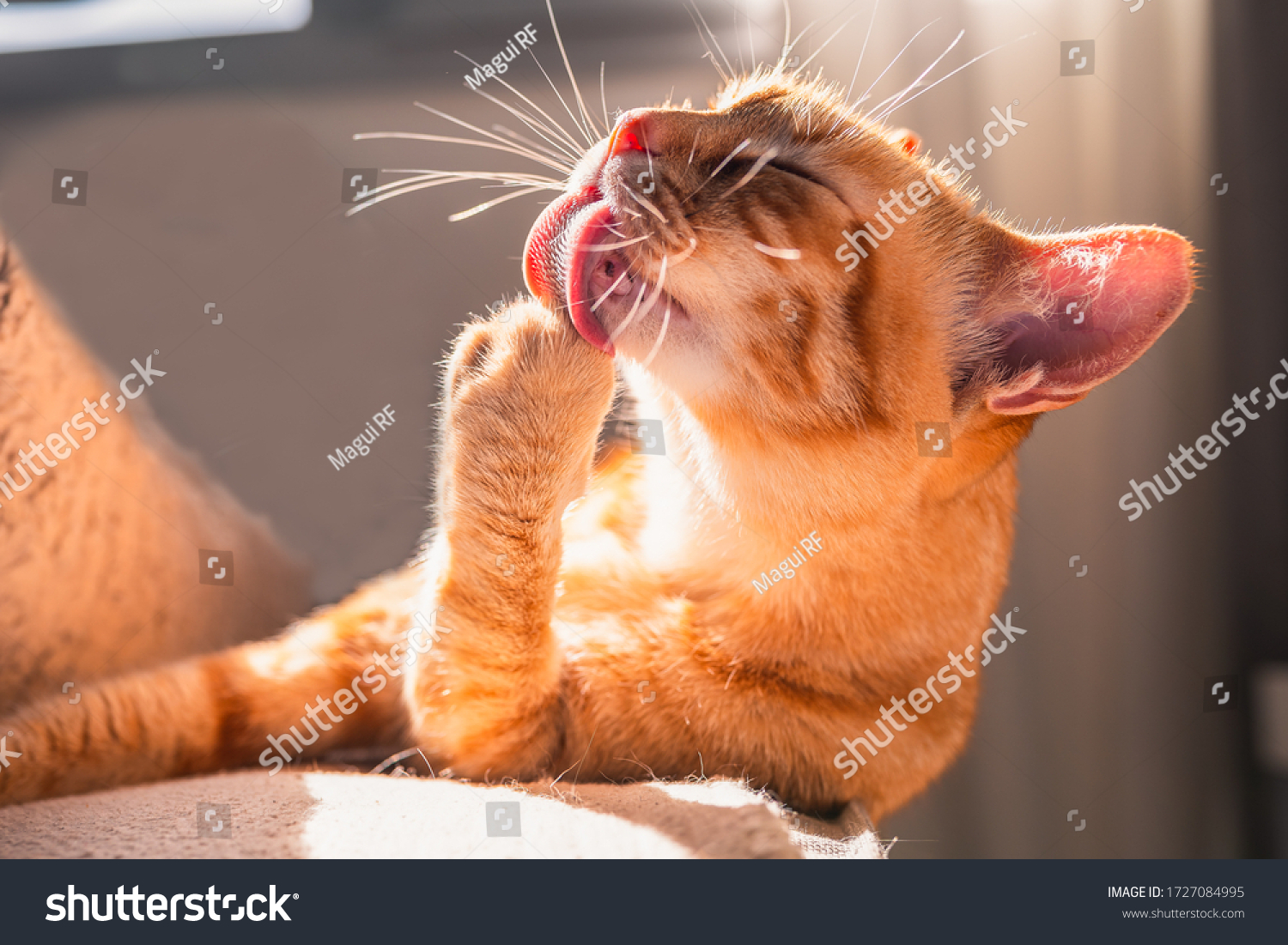 Cat Licking