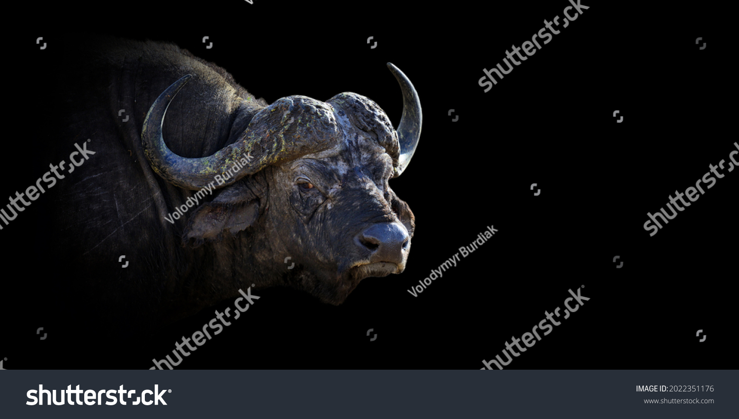 36,996 Portrait buffalo Images, Stock Photos & Vectors | Shutterstock