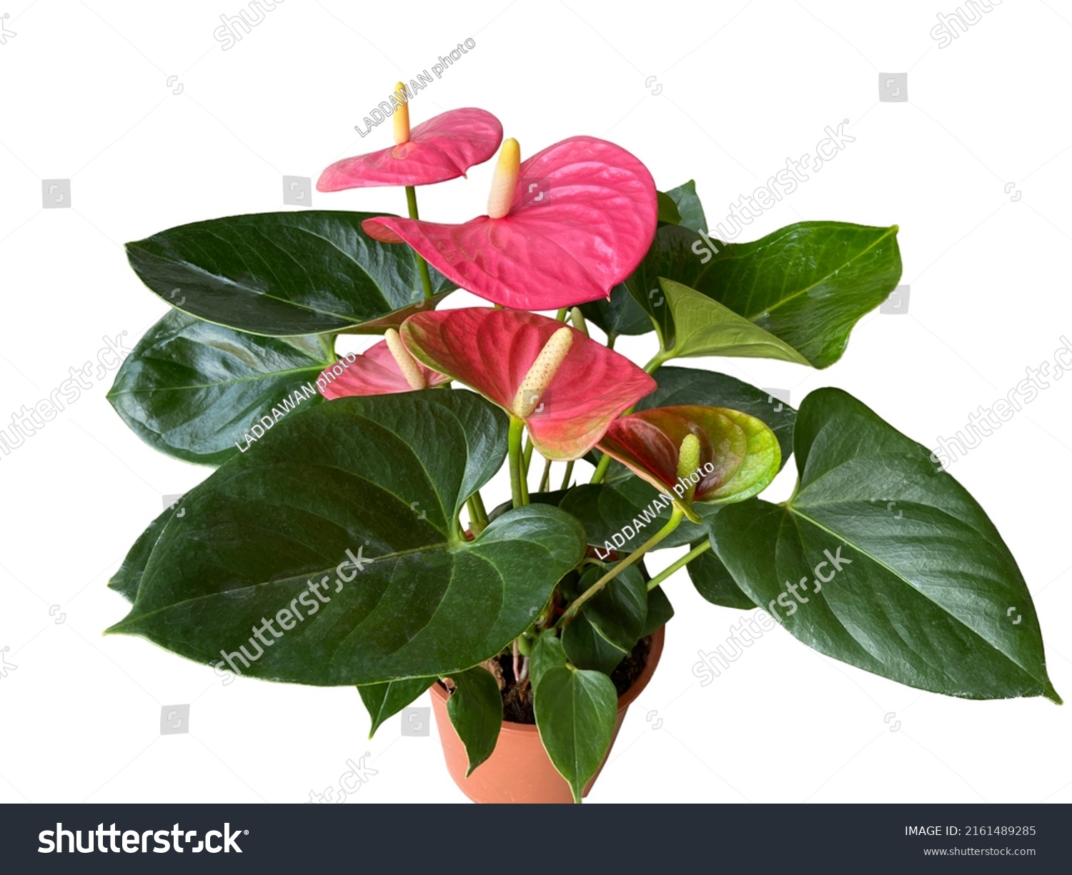 Close Bush Anthurium Emma Green Leaves Stock Photo 2161489285