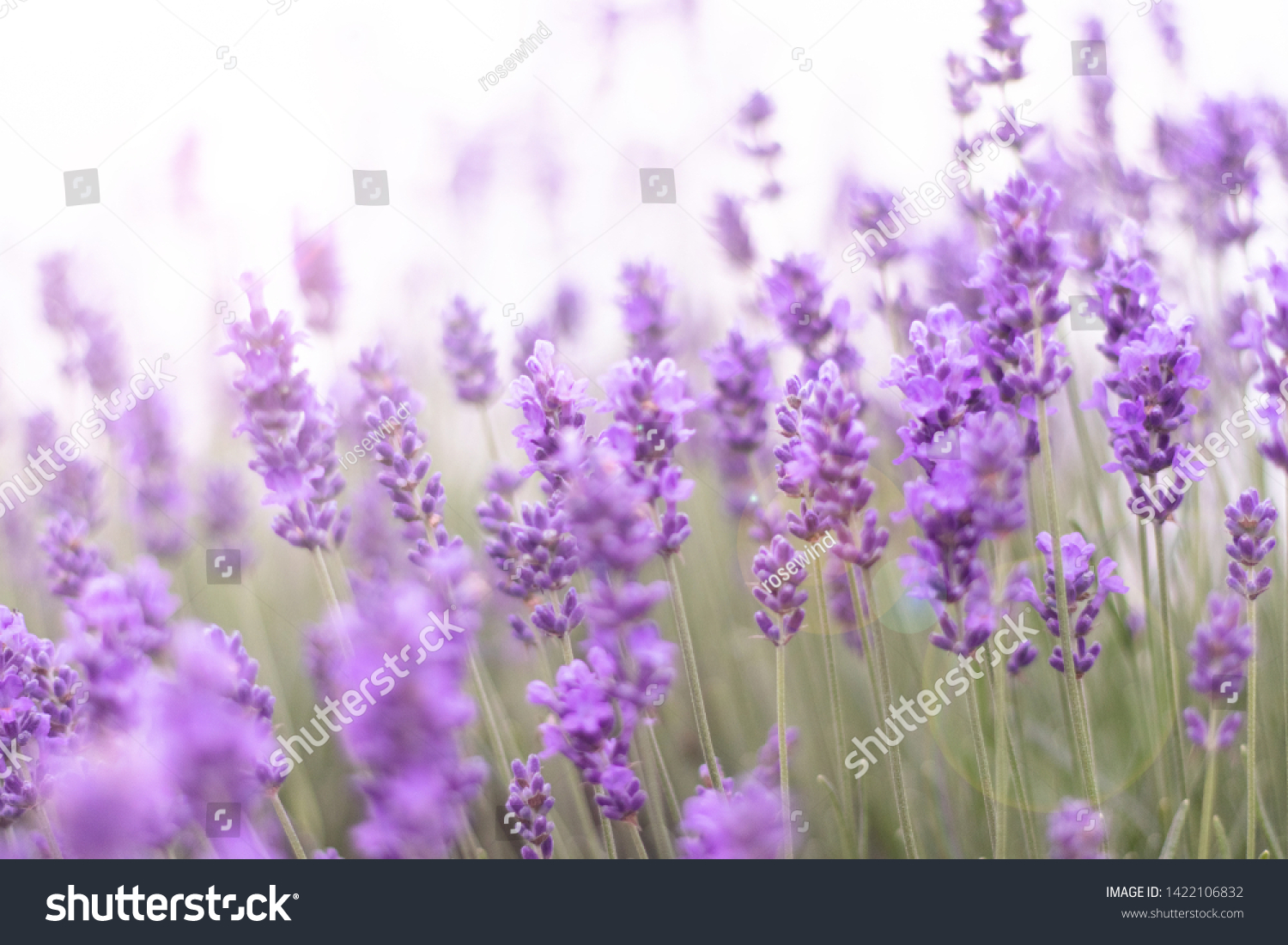 ラベンダーの花写真素材 Shutterstock