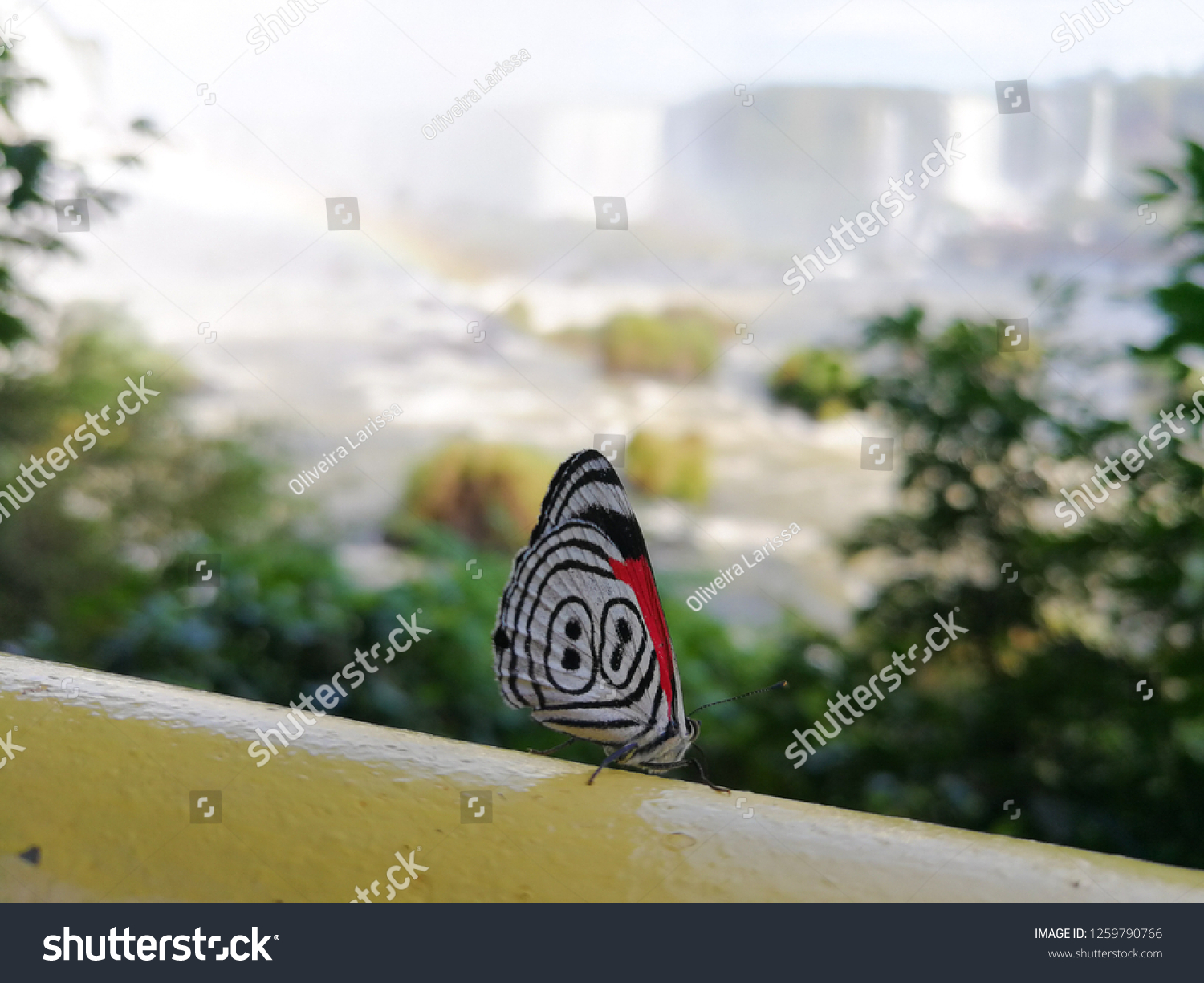 Closeup Butterfly Iguazu Falls Background Foz Stock Photo 1259790766 Shutterstock