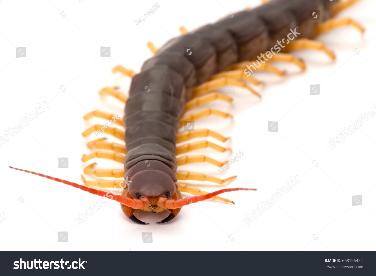 Close Centipede Face On White Background Stock Photo (Edit Now) 668196424