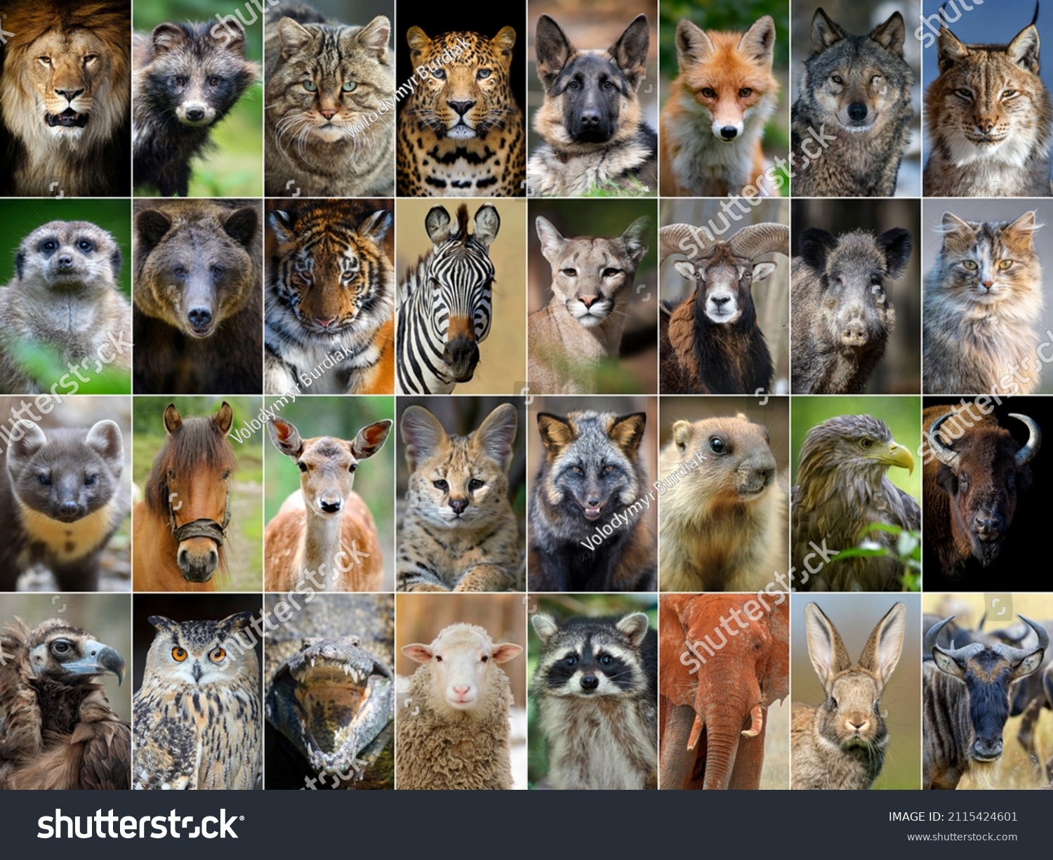 2,053 Animal montage Images, Stock Photos & Vectors | Shutterstock